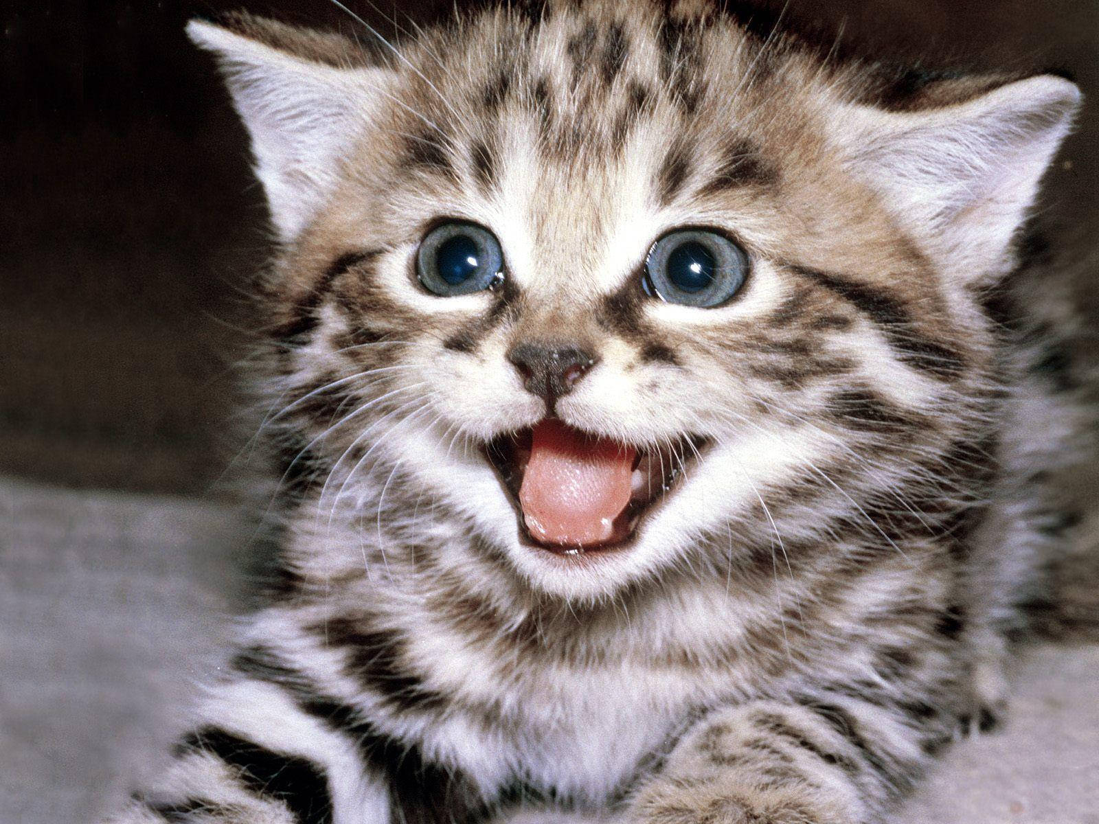 tabby kitten, blue eyes, pink tongue, HD Desktop Wallpaper