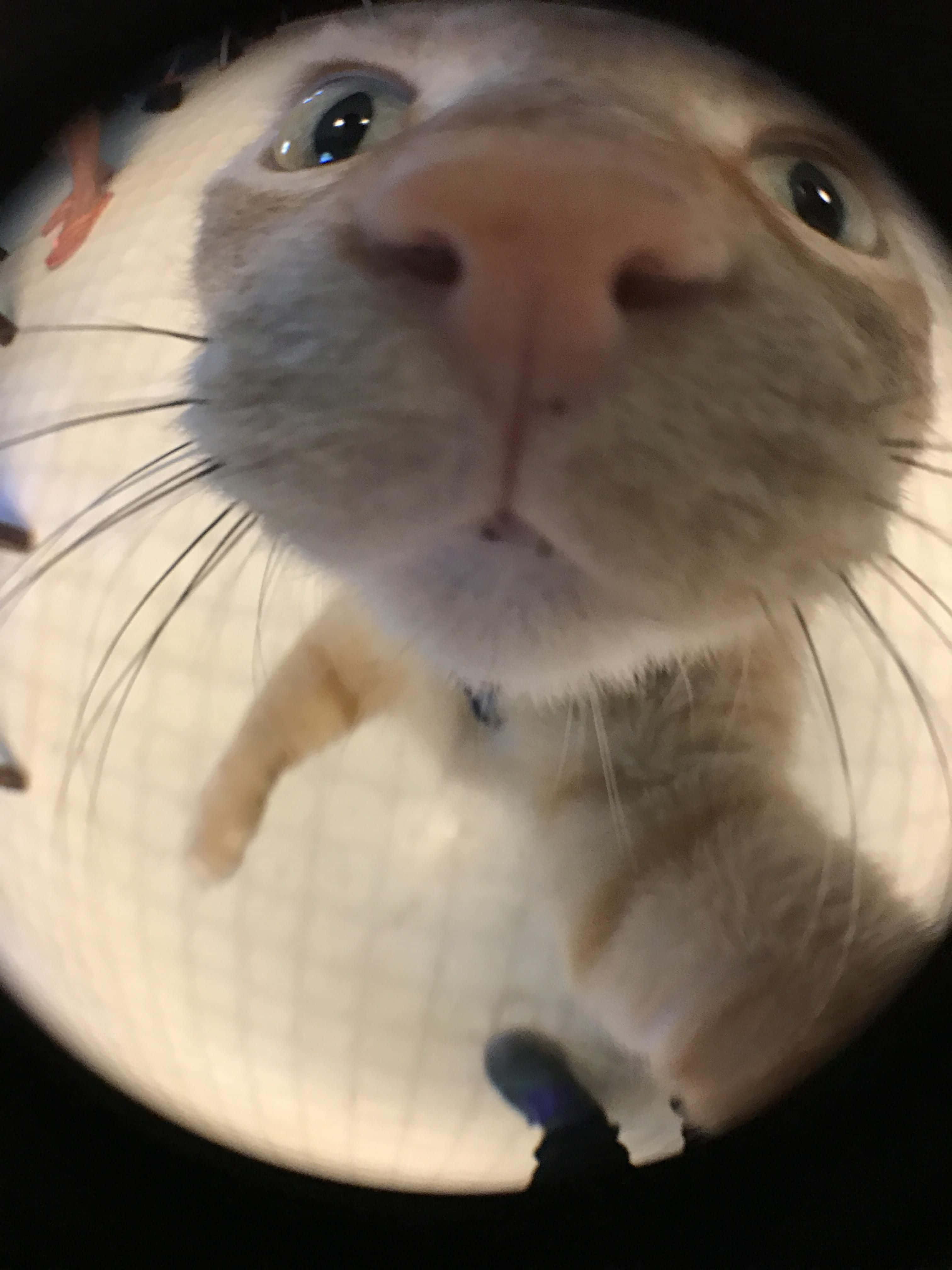 fisheye view, curious cat, wide eyes, 4K Phone Wallpaper
