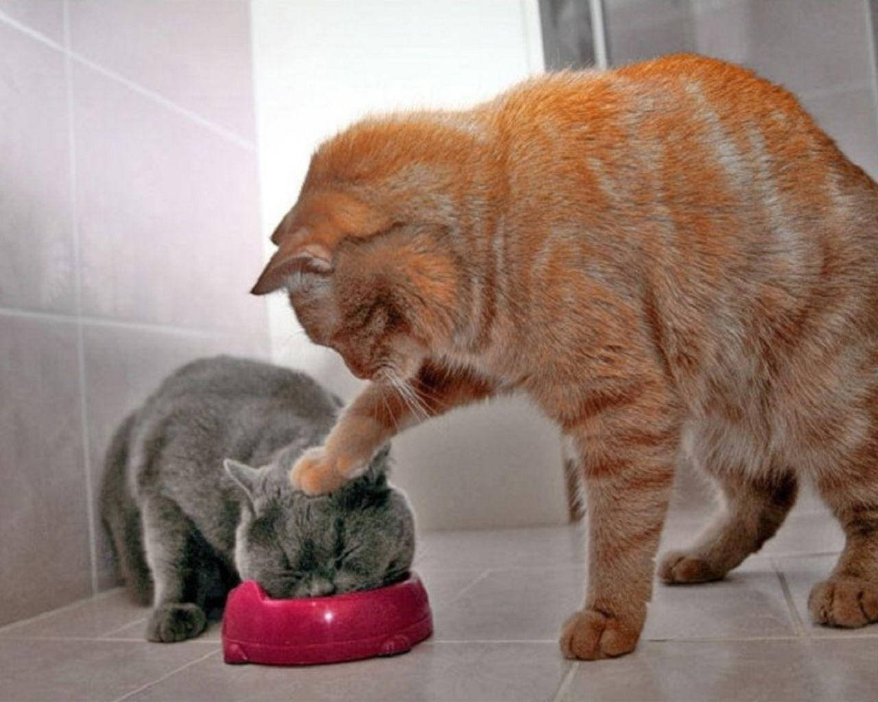 orange tabby cat, gray cat, pink bowl, HD Desktop Wallpaper