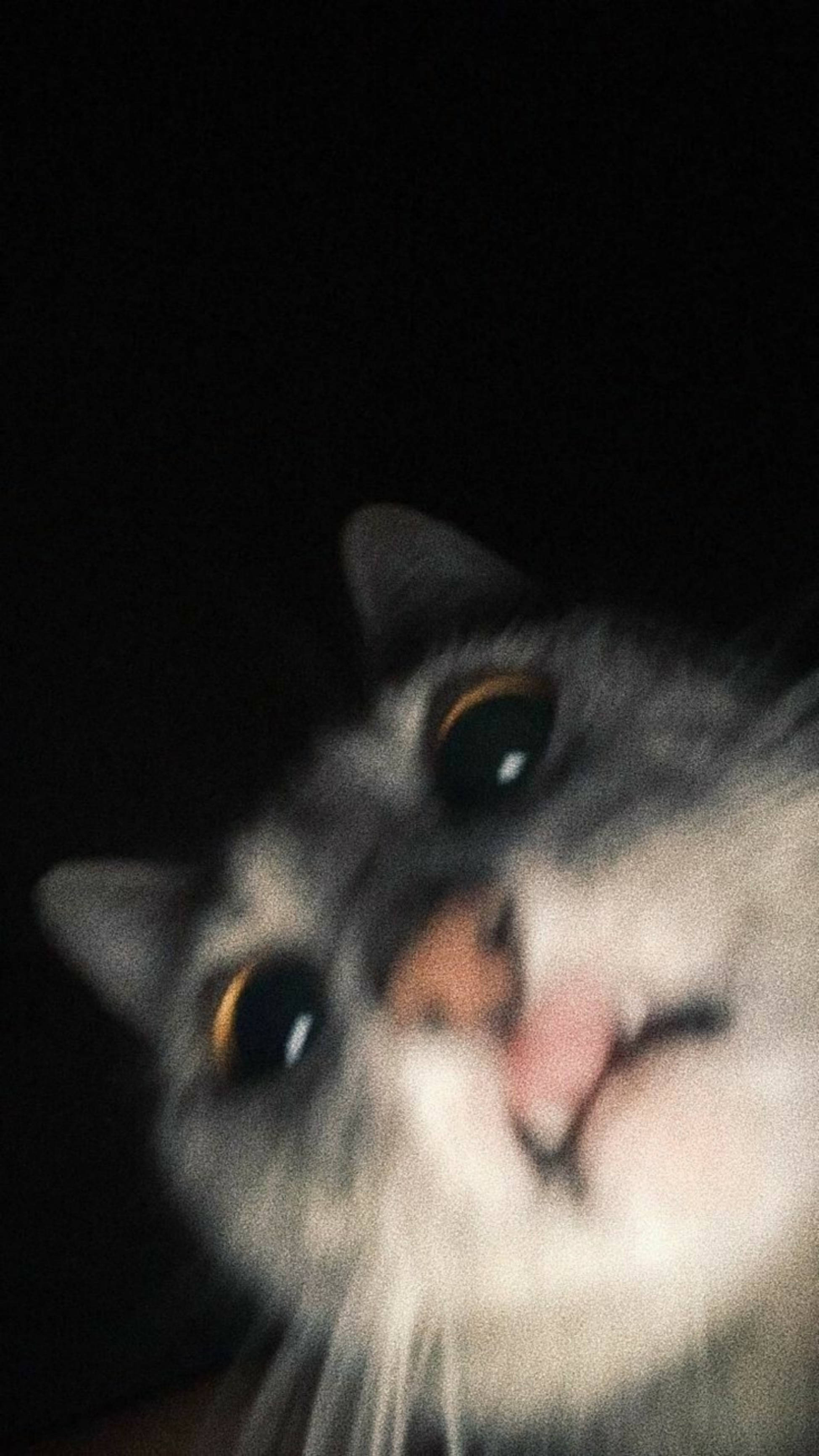 gray cat, wide eyes, pink nose, 2K Phone Wallpaper