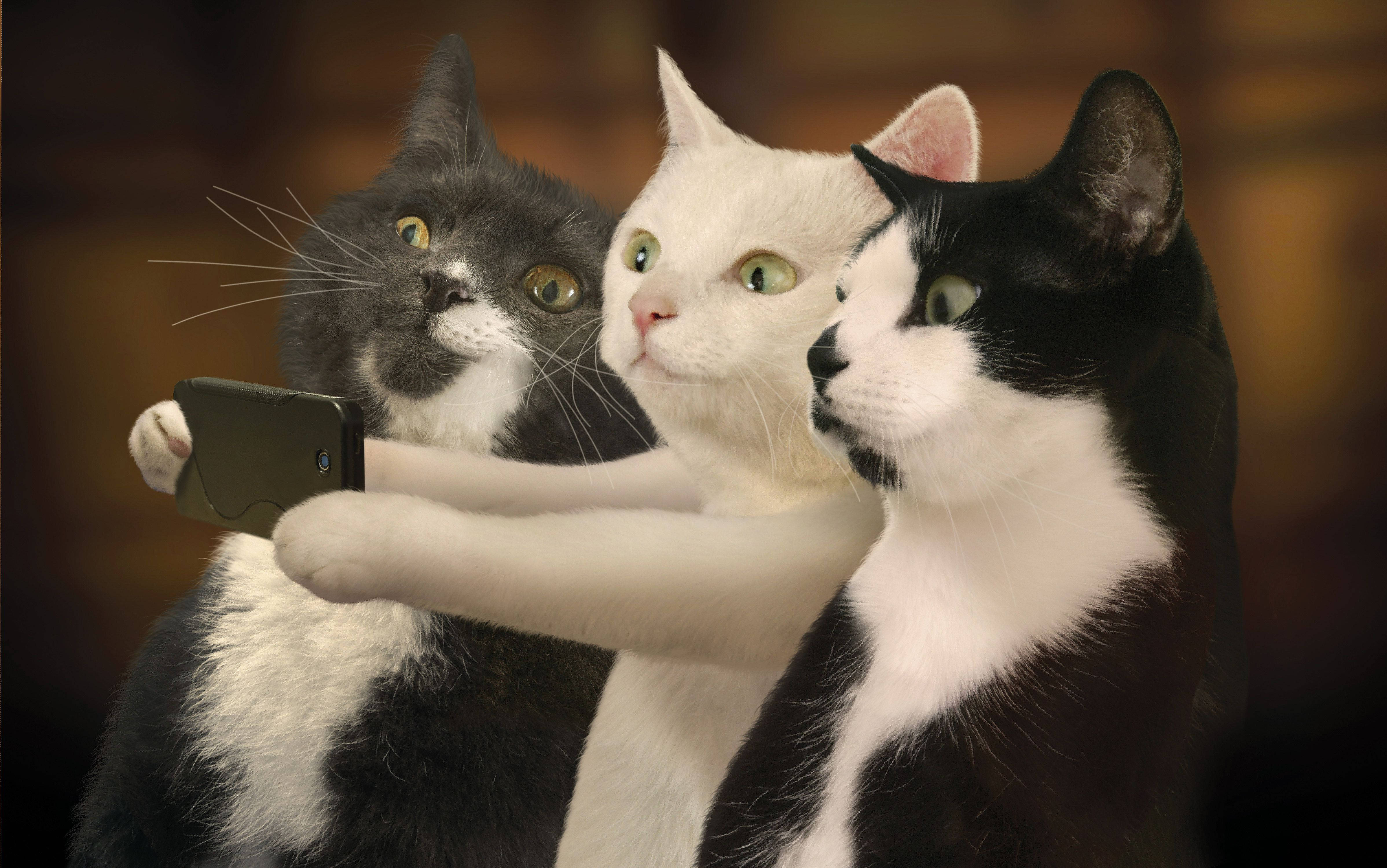Funny Cat, smartphone, selfie, 4K Desktop Wallpaper