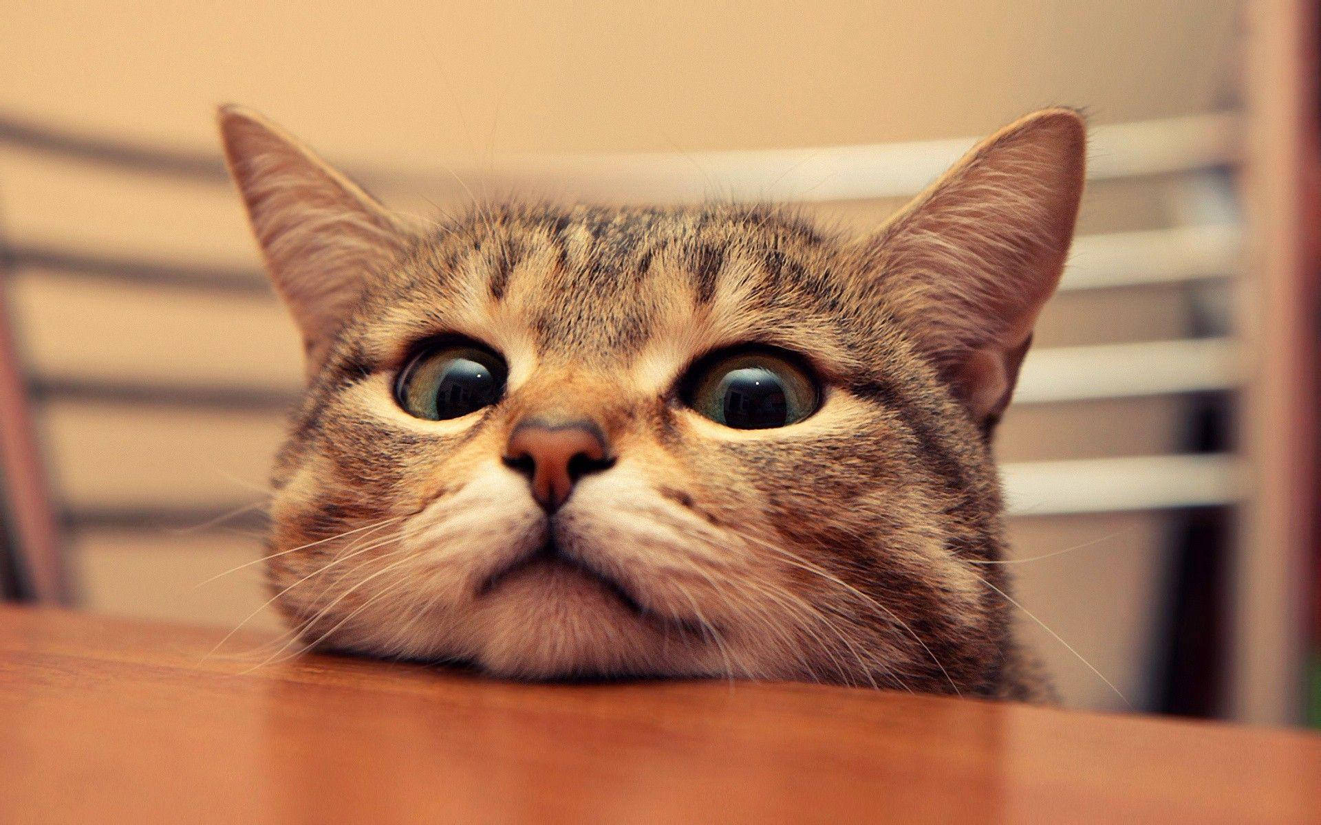 tabby cat, wide curious eyes, wooden surface, Full HD Desktop Wallpaper