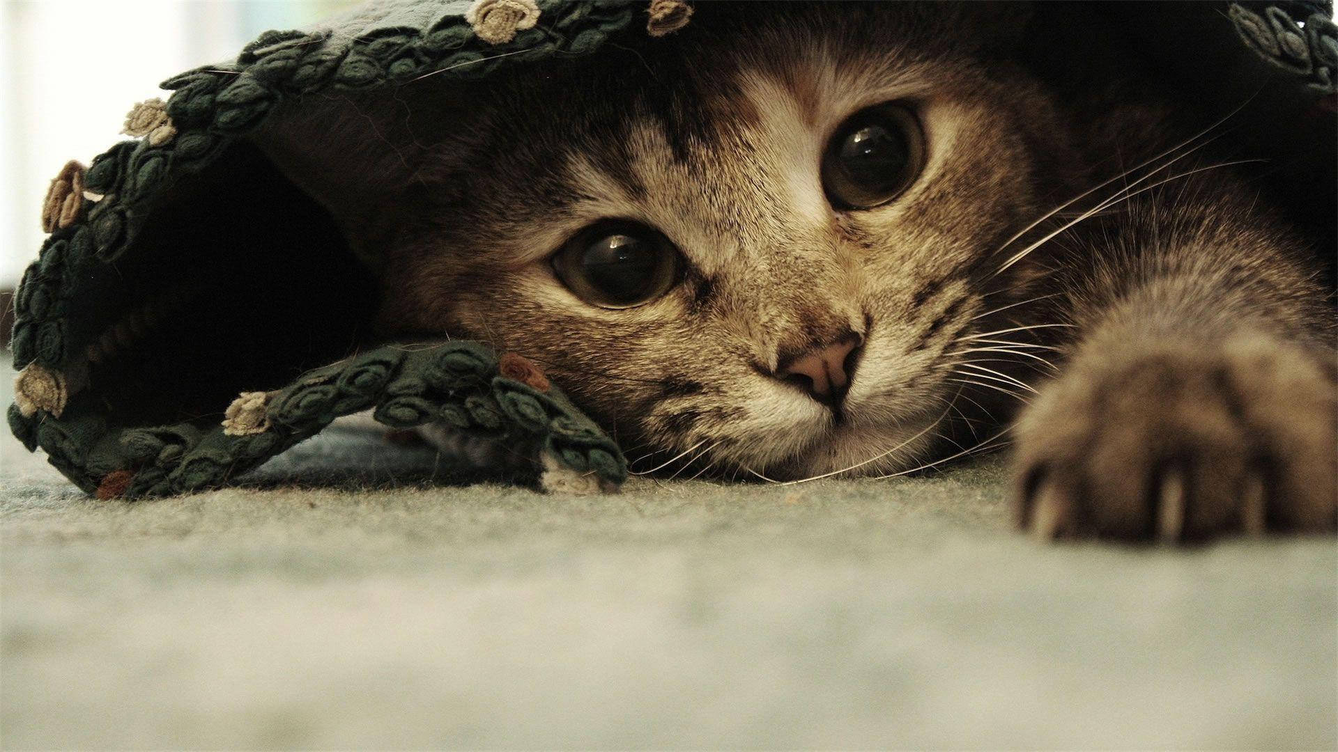 tabby cat, green crocheted blanket, wide curious eyes, Full HD Desktop Wallpaper