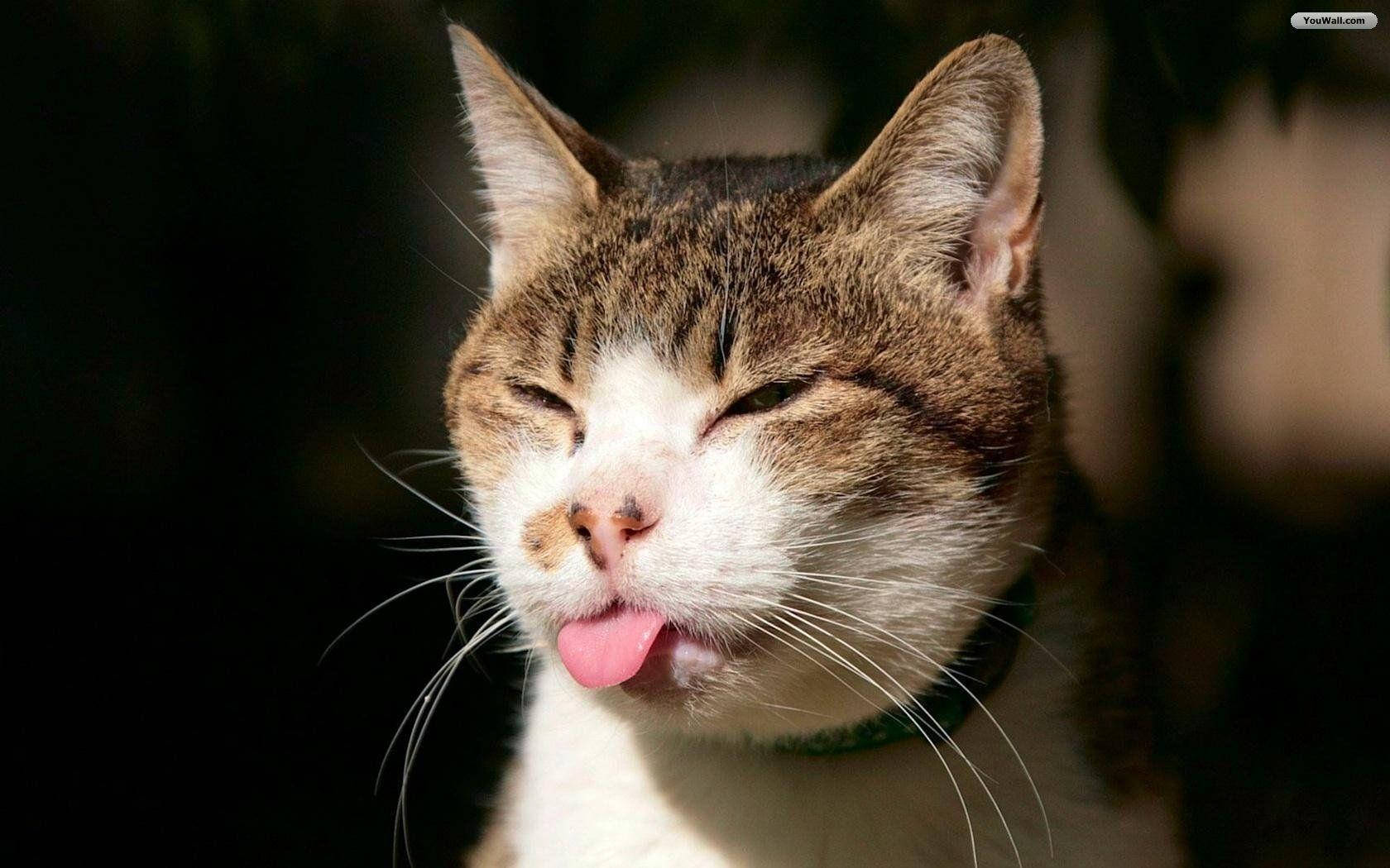tabby cat, white muzzle, pink tongue, HD Desktop Wallpaper