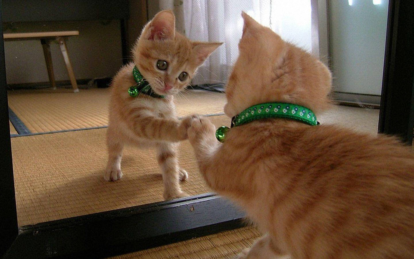 ginger kitten, green collar, mirror, HD Desktop Wallpaper