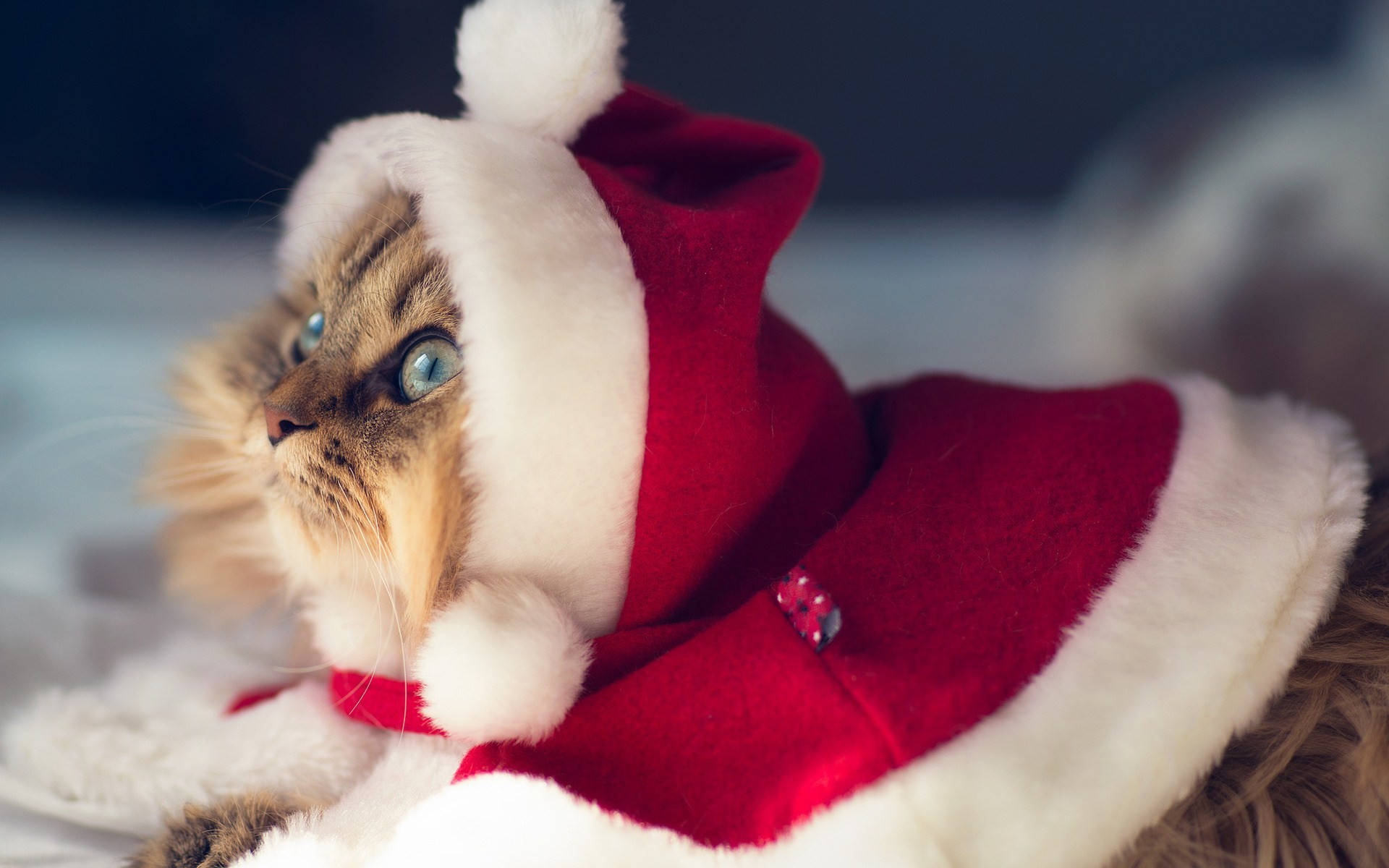 Santa outfit, red and white, fluffy cat, Full HD Desktop Wallpaper