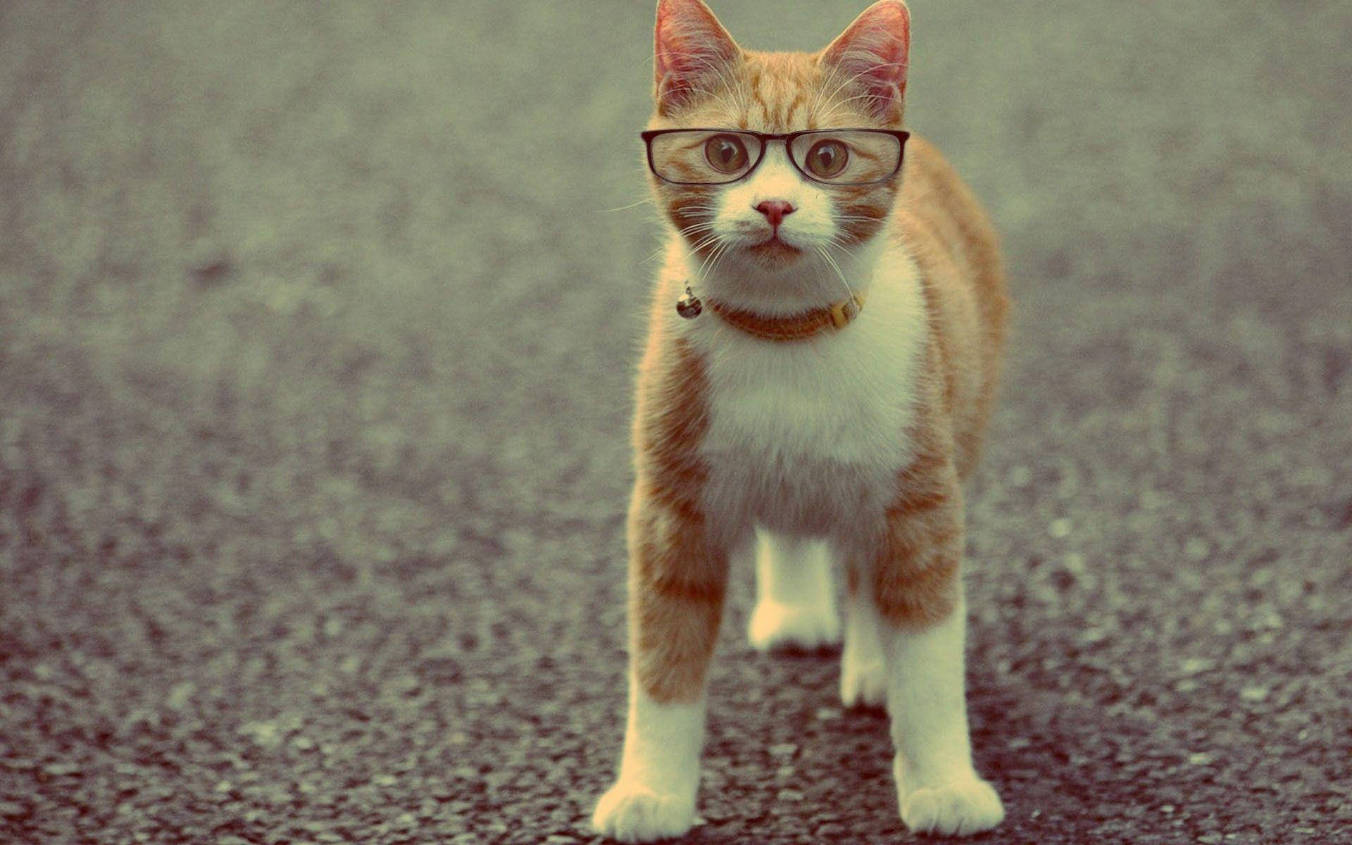 ginger and white cat, glasses, gravel path, Full HD Desktop Wallpaper
