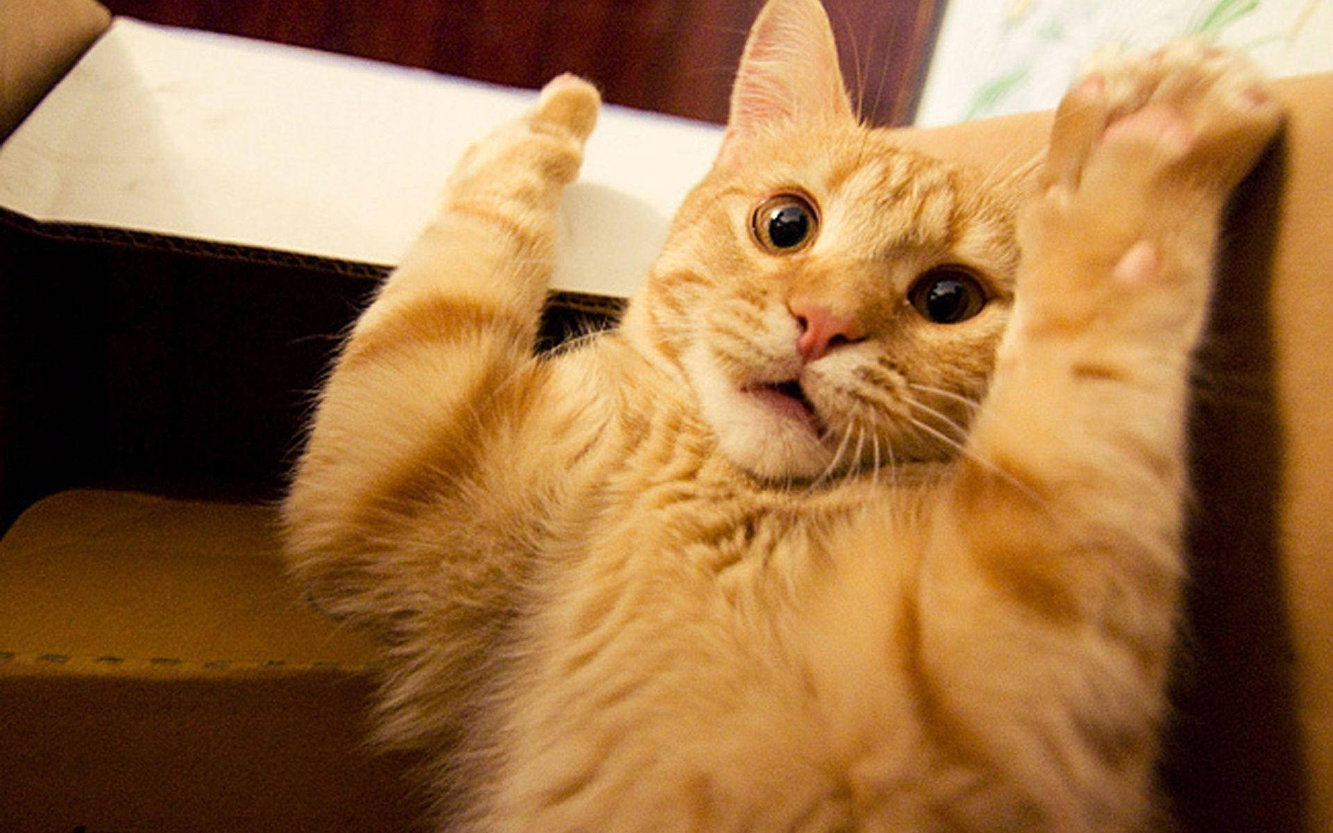 funny cat, fluffy orange tabby cat, cardboard box, Full HD Desktop Wallpaper