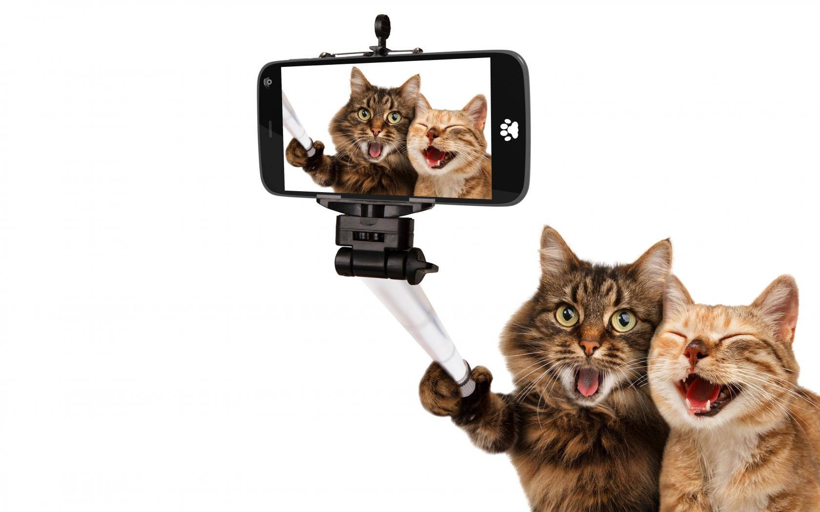 Funny Cat, selfie, smartphone, HD Desktop Wallpaper