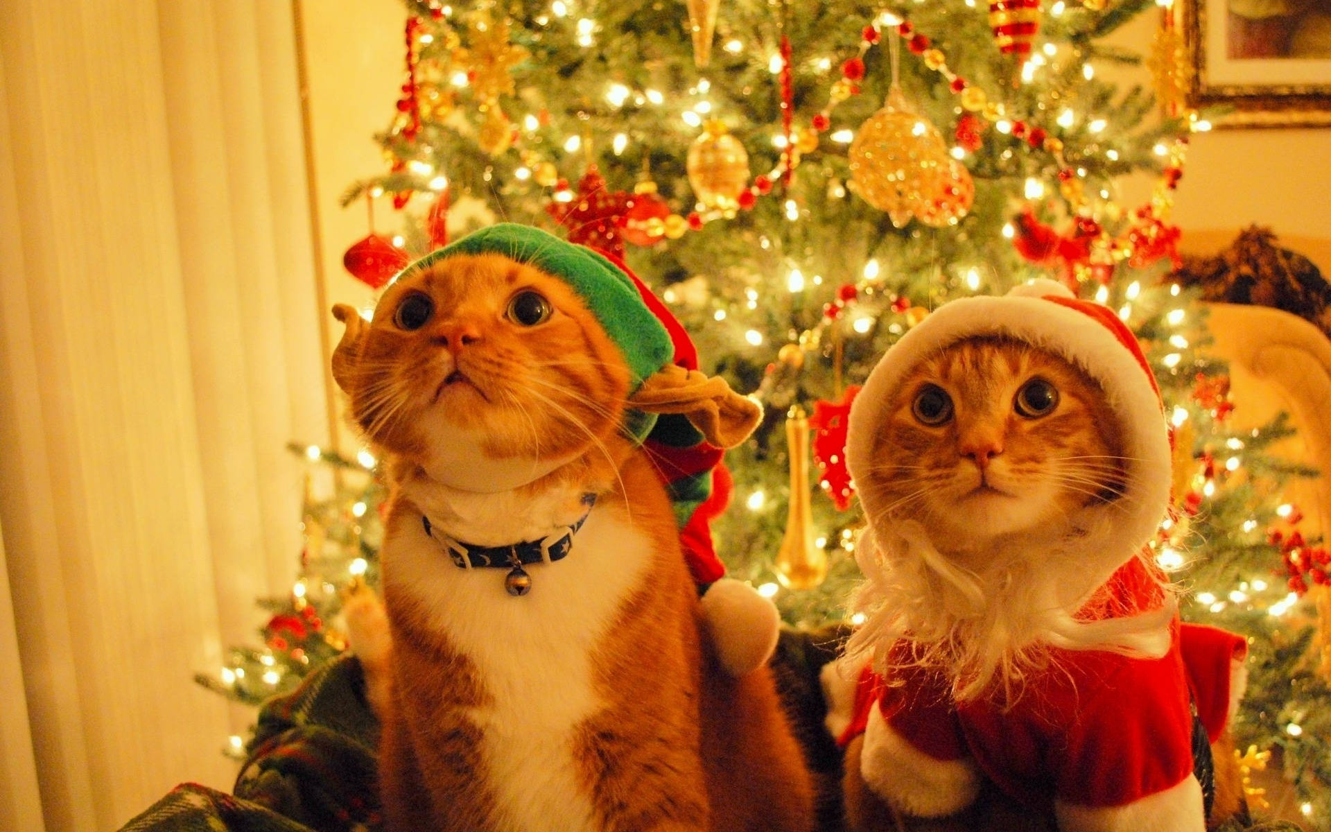 ginger cats, Santa costumes, elf costumes, Full HD Desktop Wallpaper