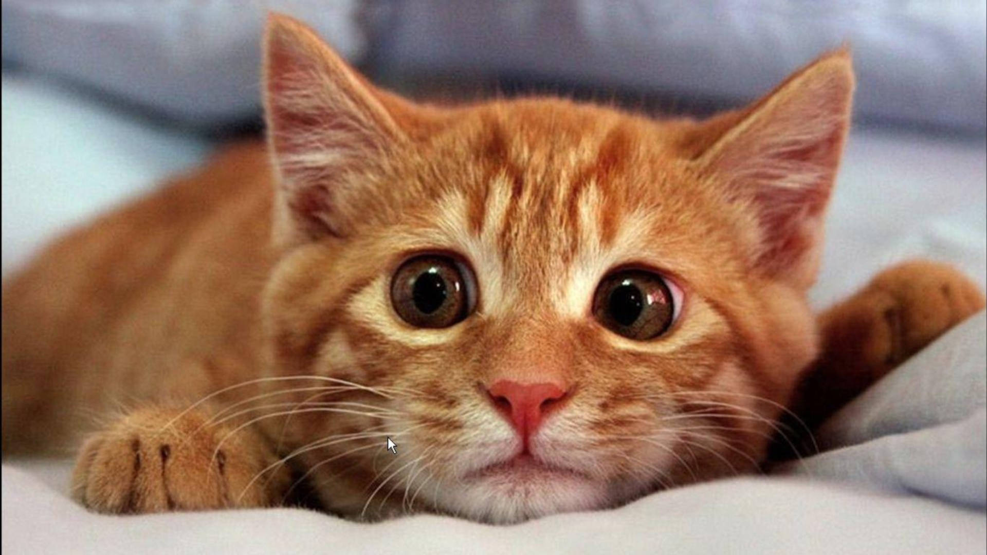 orange tabby kitten, huge round eyes, soft white bedding, Full HD Desktop Wallpaper