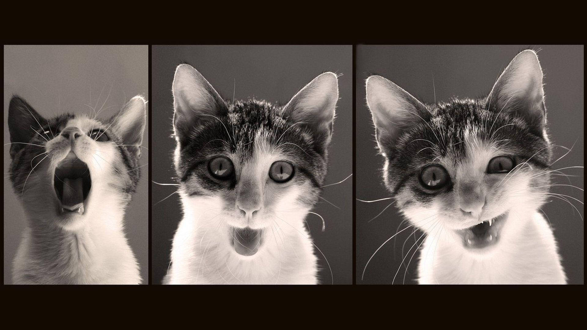 funny cat, black and white portrait, yawning, Full HD Desktop Wallpaper