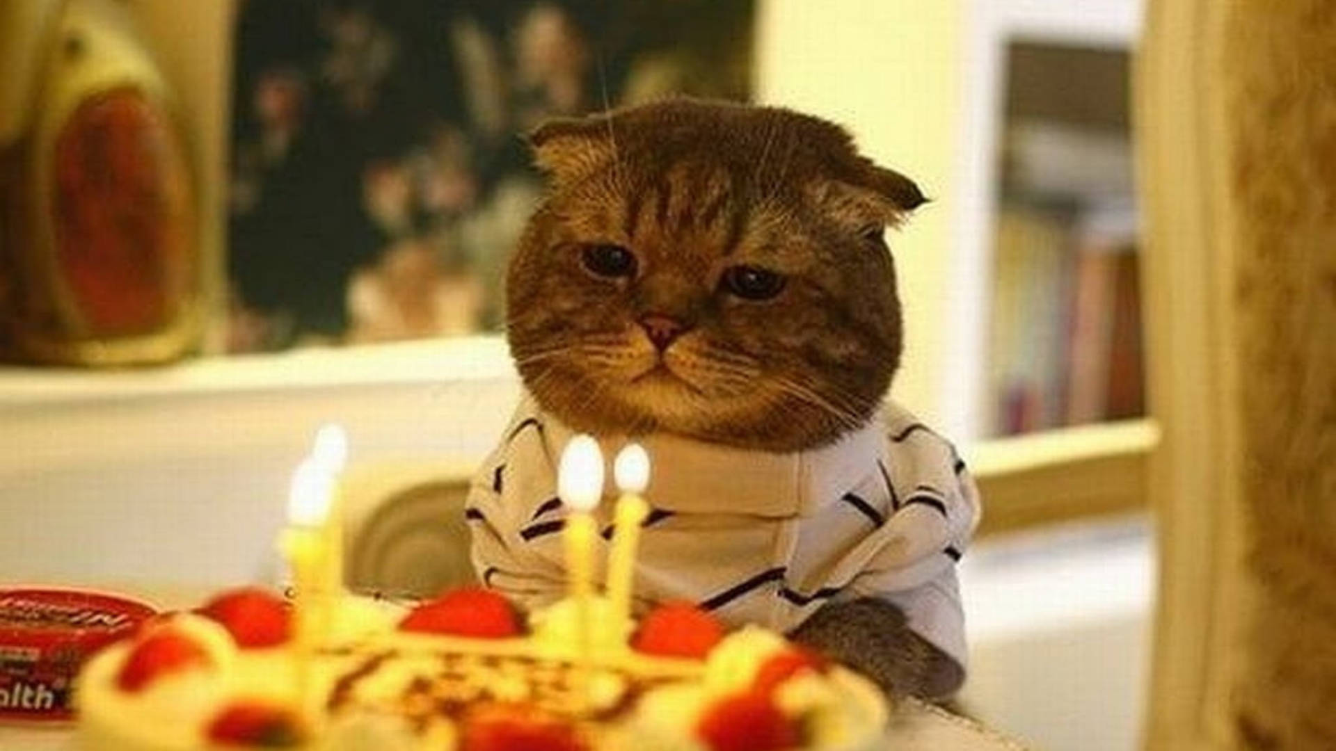 grumpy tabby cat, striped shirt, birthday cake, Full HD Desktop Wallpaper