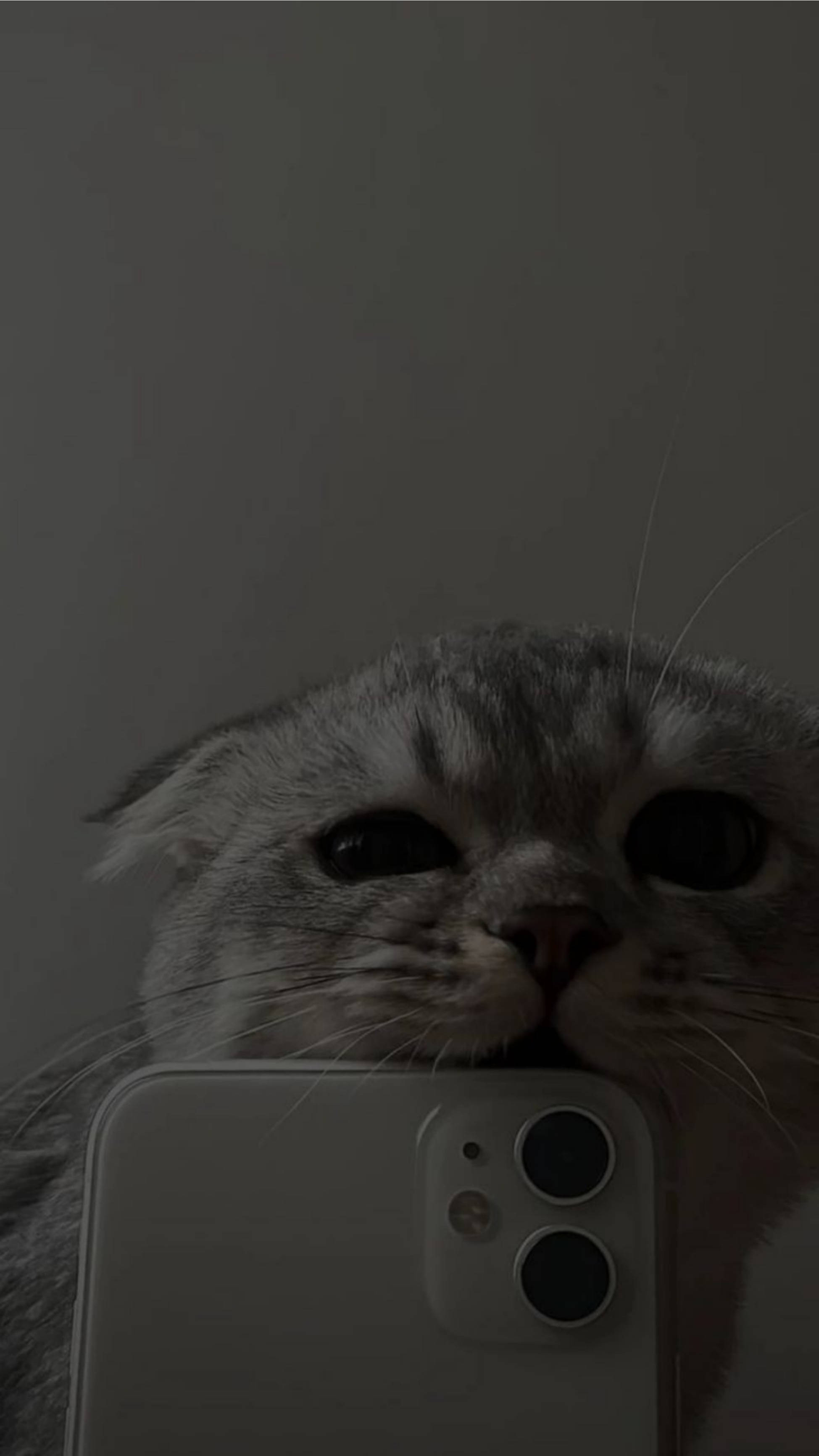 iPhone 11, gray Scottish Fold cat, muted gray wall, 2K Phone Wallpaper