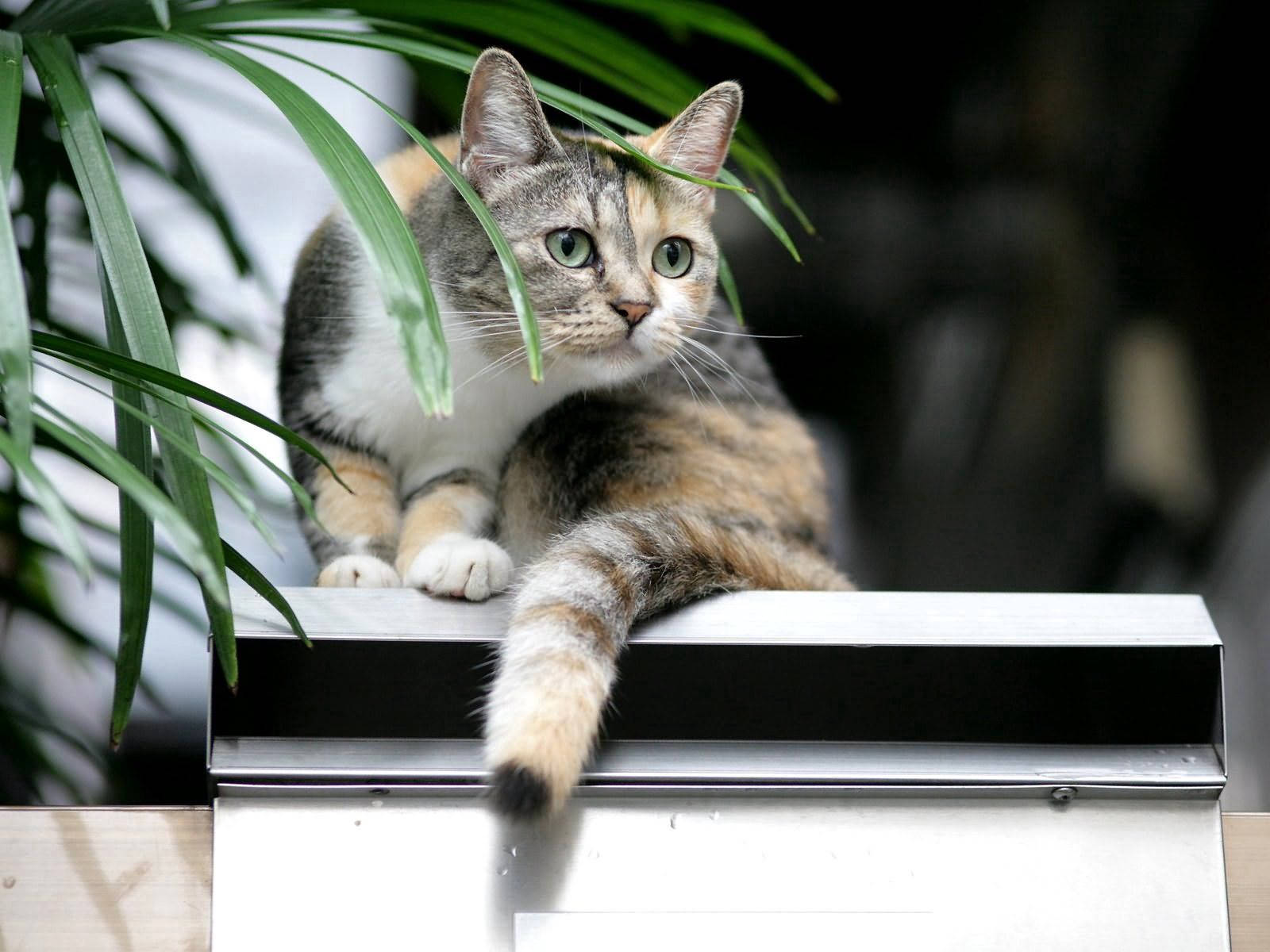 calico cat, green eyes, metallic surface, HD Desktop Wallpaper