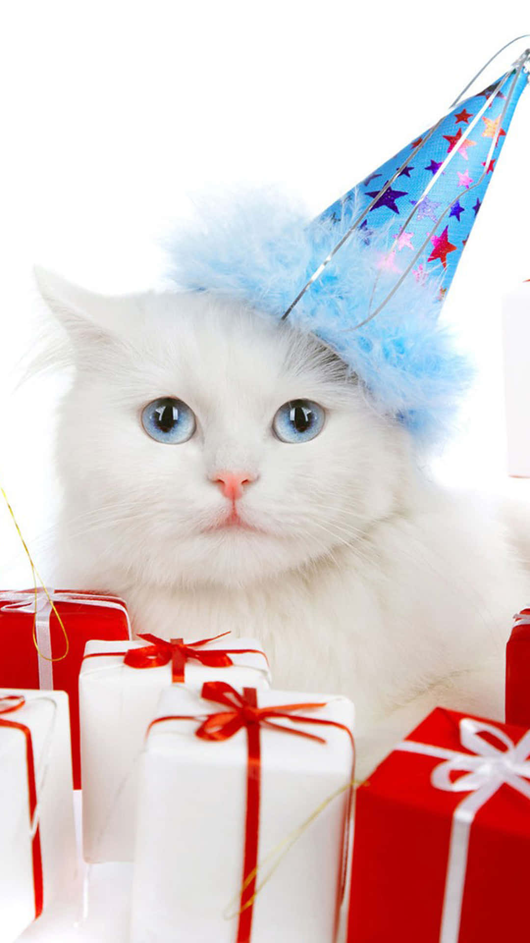 funny christmas iphone, fluffy white cat, bright blue eyes, Full HD Phone Wallpaper