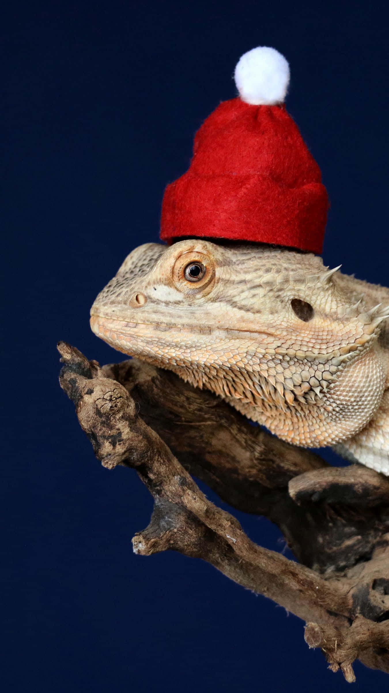 bearded dragon, Santa hat, red, Full HD Phone Wallpaper