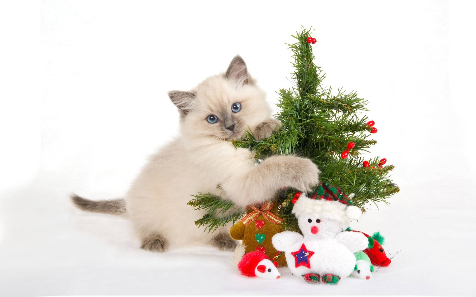cat, Christmas tree, fluffy cream-colored kitten, Full HD Desktop Wallpaper