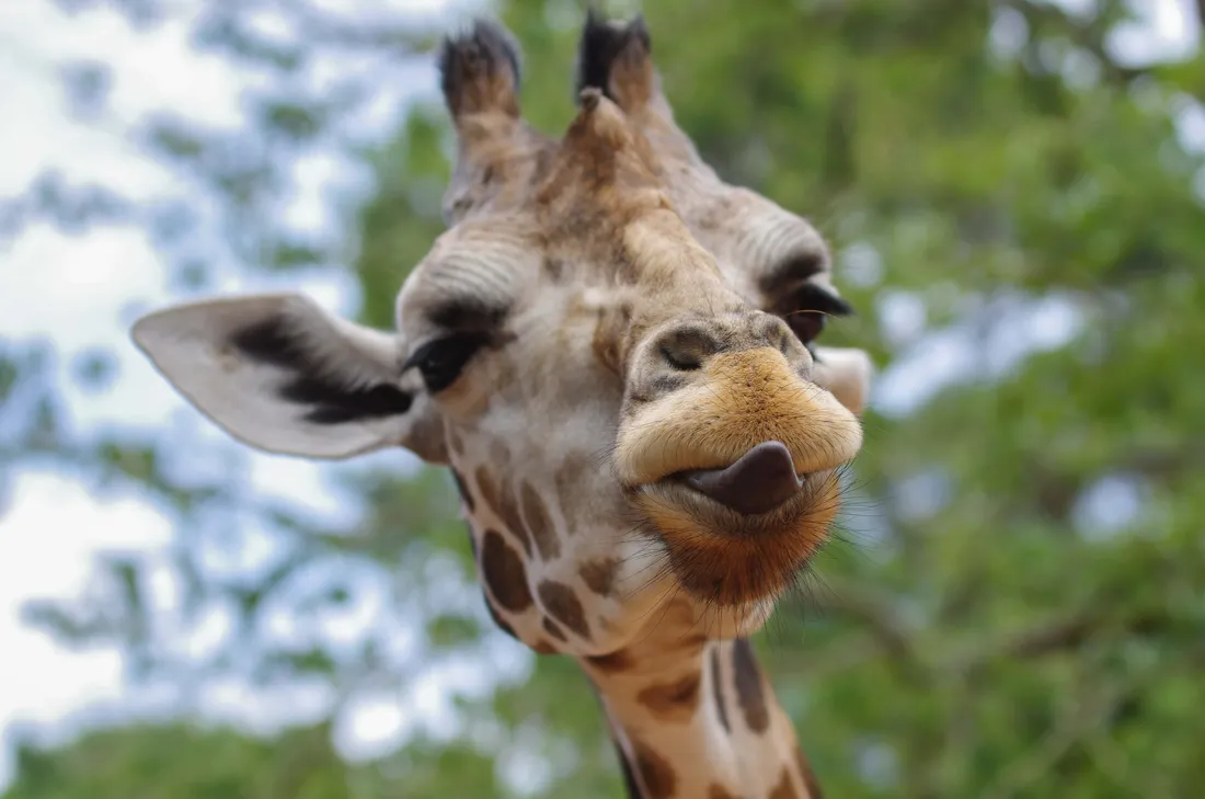 Funny Cute Animals