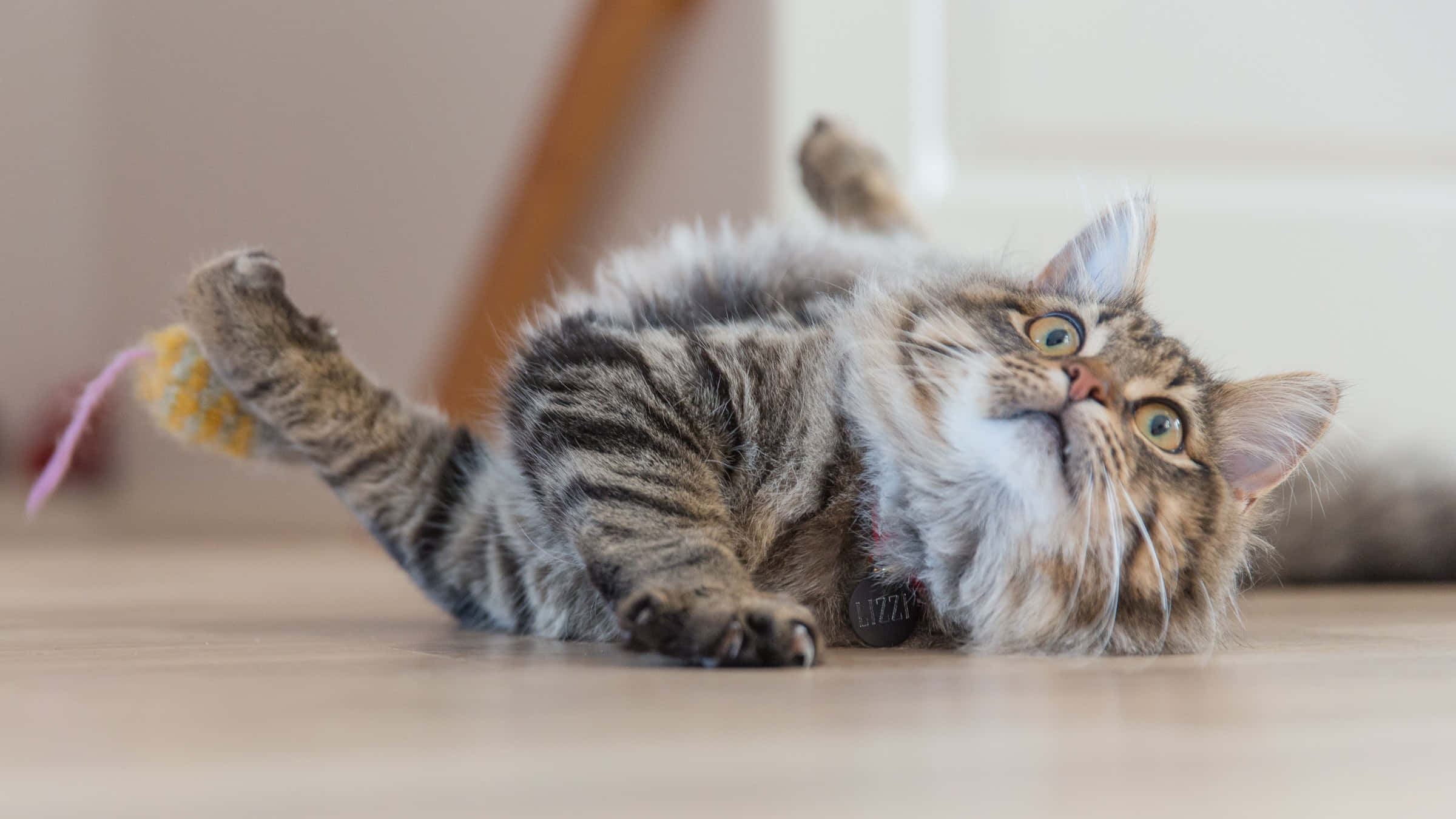 fluffy tabby cat, wooden floor, pink yarn toy, Full HD Desktop Wallpaper