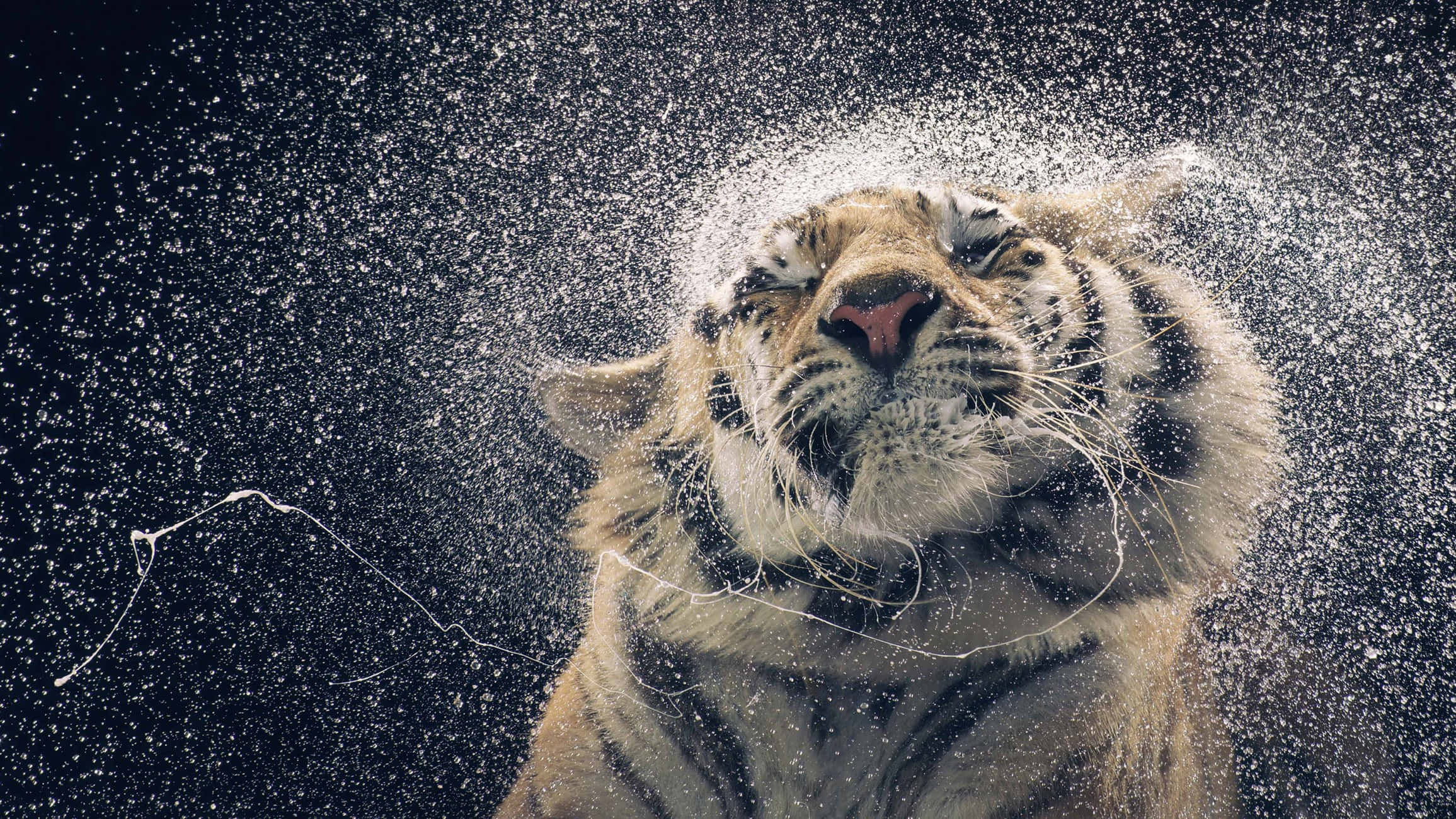 tiger, water droplets, dark background, Full HD Desktop Wallpaper