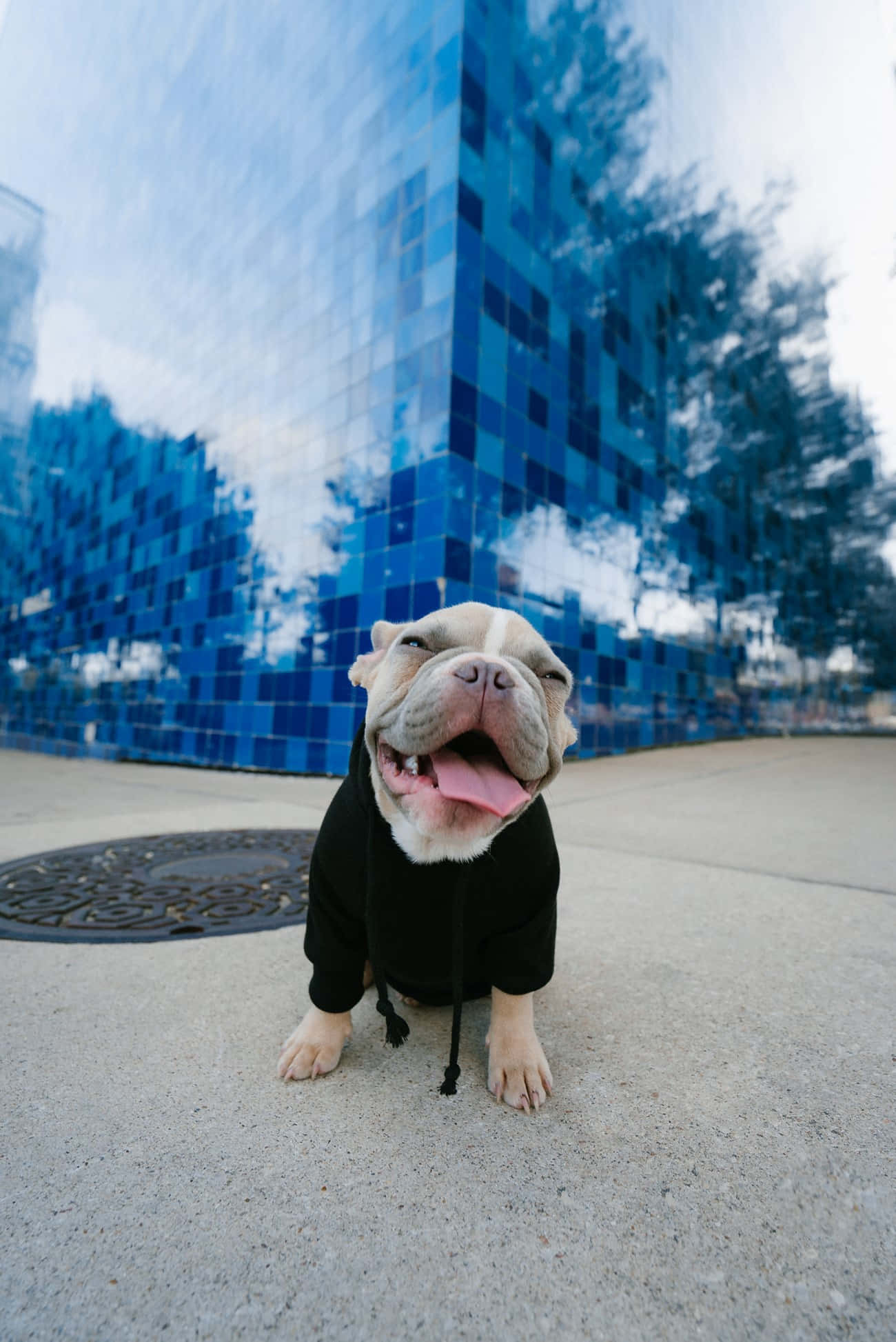 bulldog, black hoodie, pavement, Full HD Phone Wallpaper