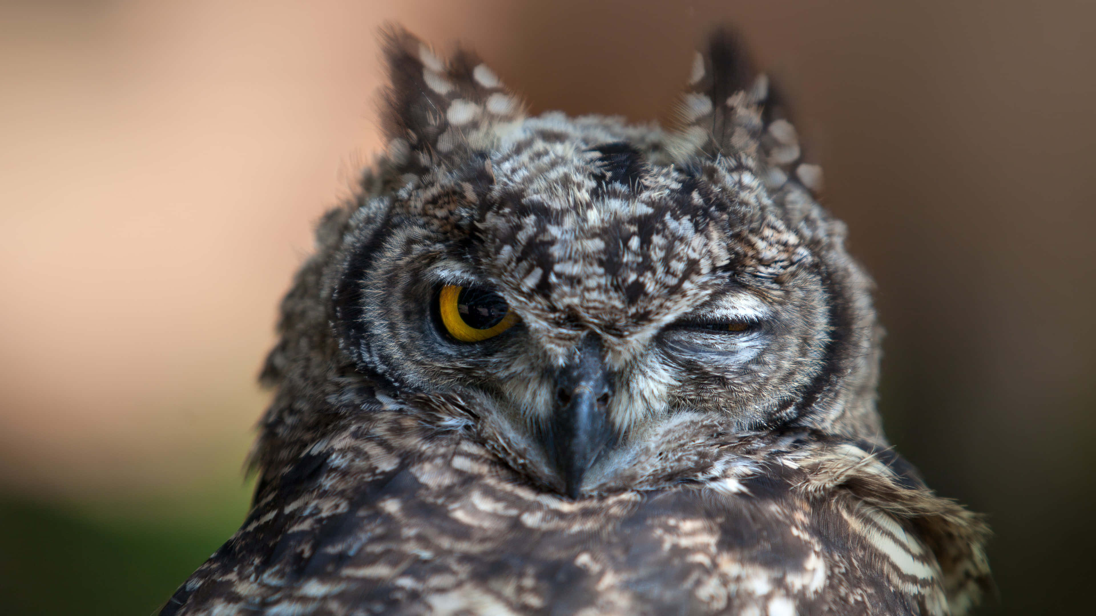 great horned owl, winking owl, yellow iris, 4K Desktop Wallpaper