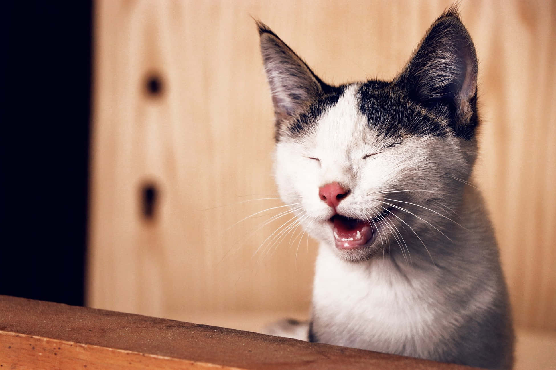 cat, black and white, wooden table, Full HD Desktop Wallpaper