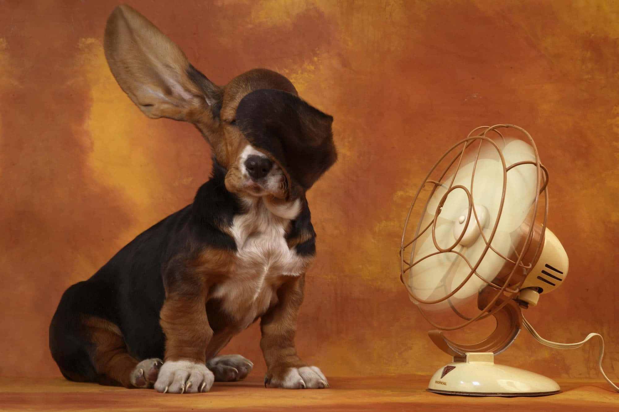basset hound puppy, vintage fan, warm textured orange backdrop, Full HD Desktop Wallpaper