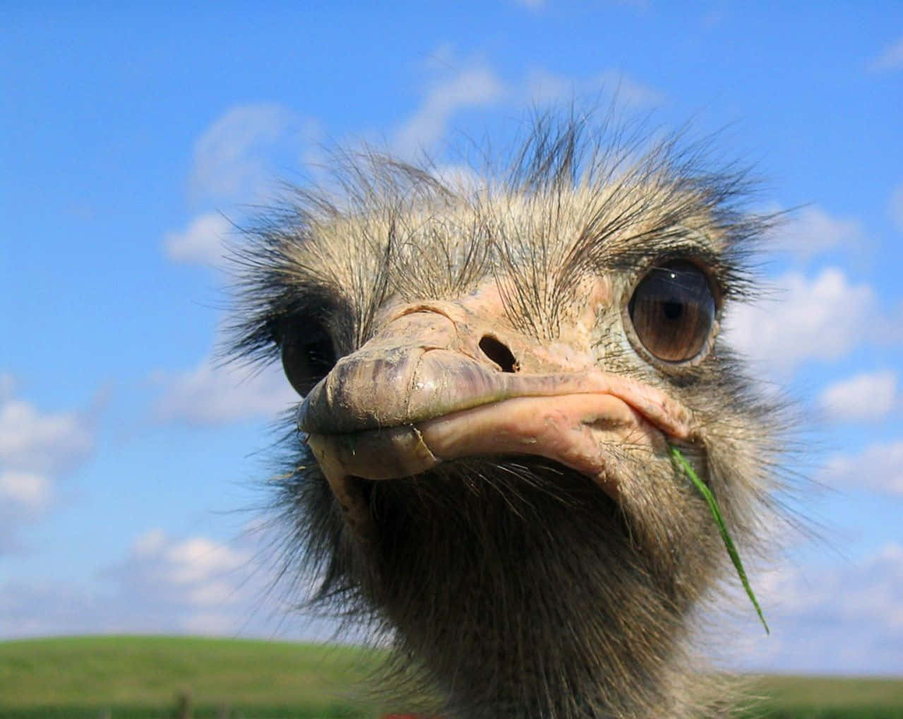ostrich, blade of grass, bright blue sky, SD Desktop Wallpaper