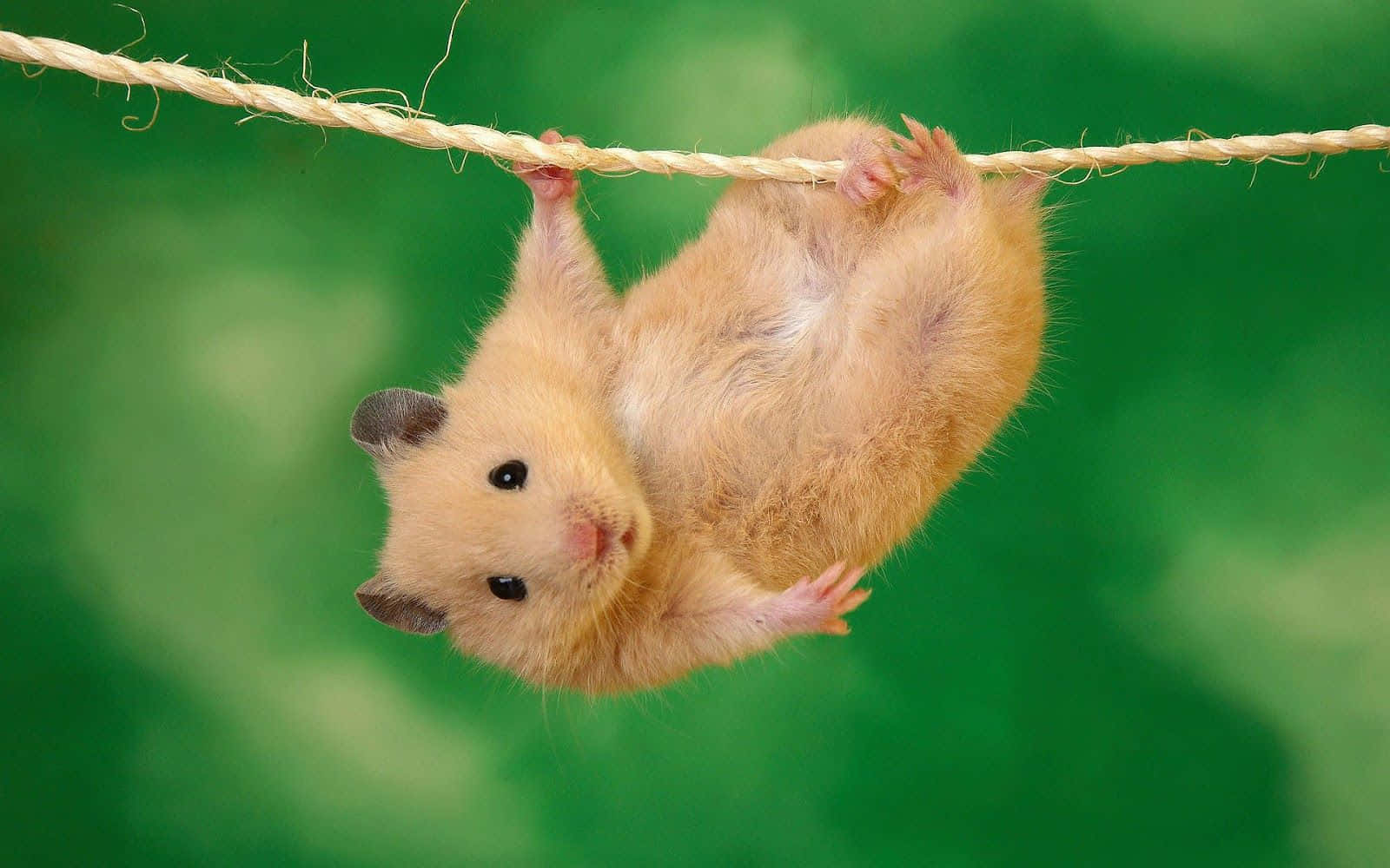 funny cute animals, fluffy golden hamster, rope, HD Desktop Wallpaper