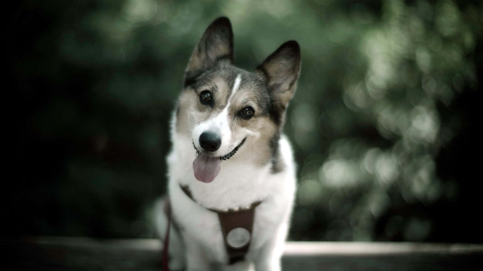 corgi, tongue out, wooden fence, Full HD Desktop Wallpaper