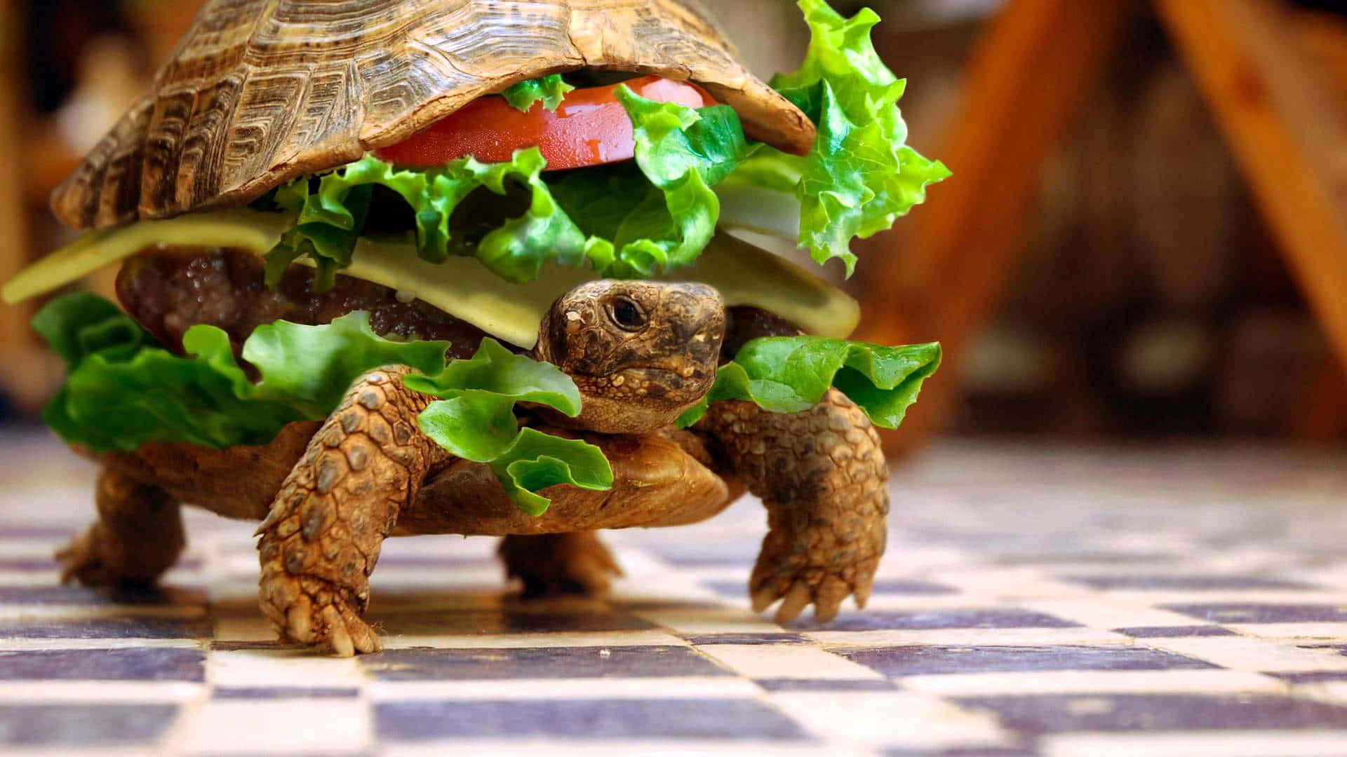 tortoise, burger, lettuce, Full HD Desktop Wallpaper