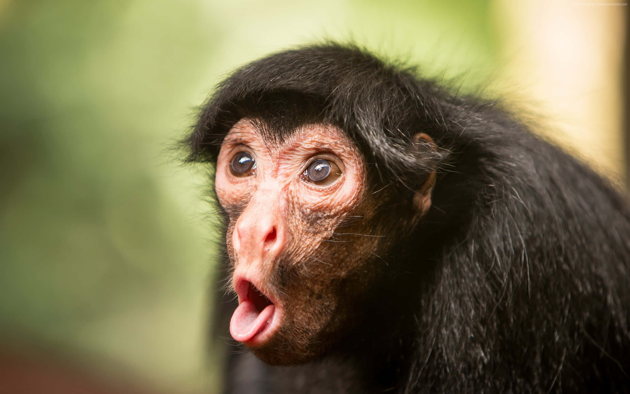 spider monkey, young spider monkey, wide eyes, 2K Desktop Wallpaper