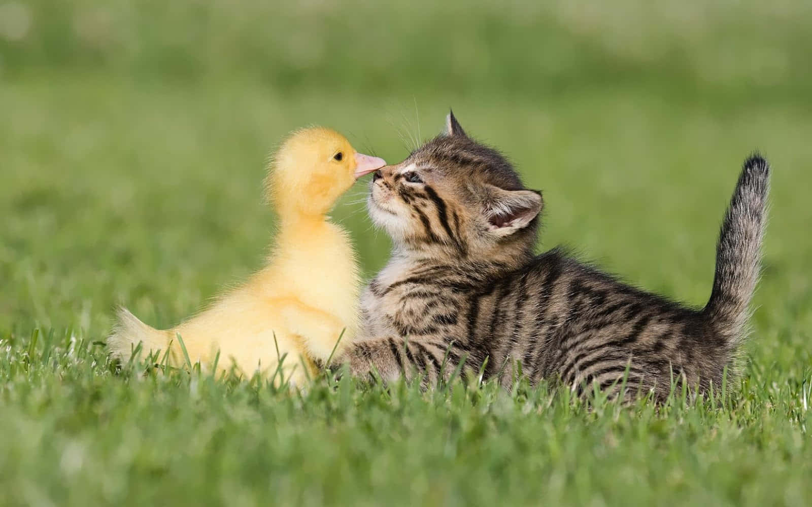 tabby kitten, yellow duckling, vibrant green grass, HD Desktop Wallpaper
