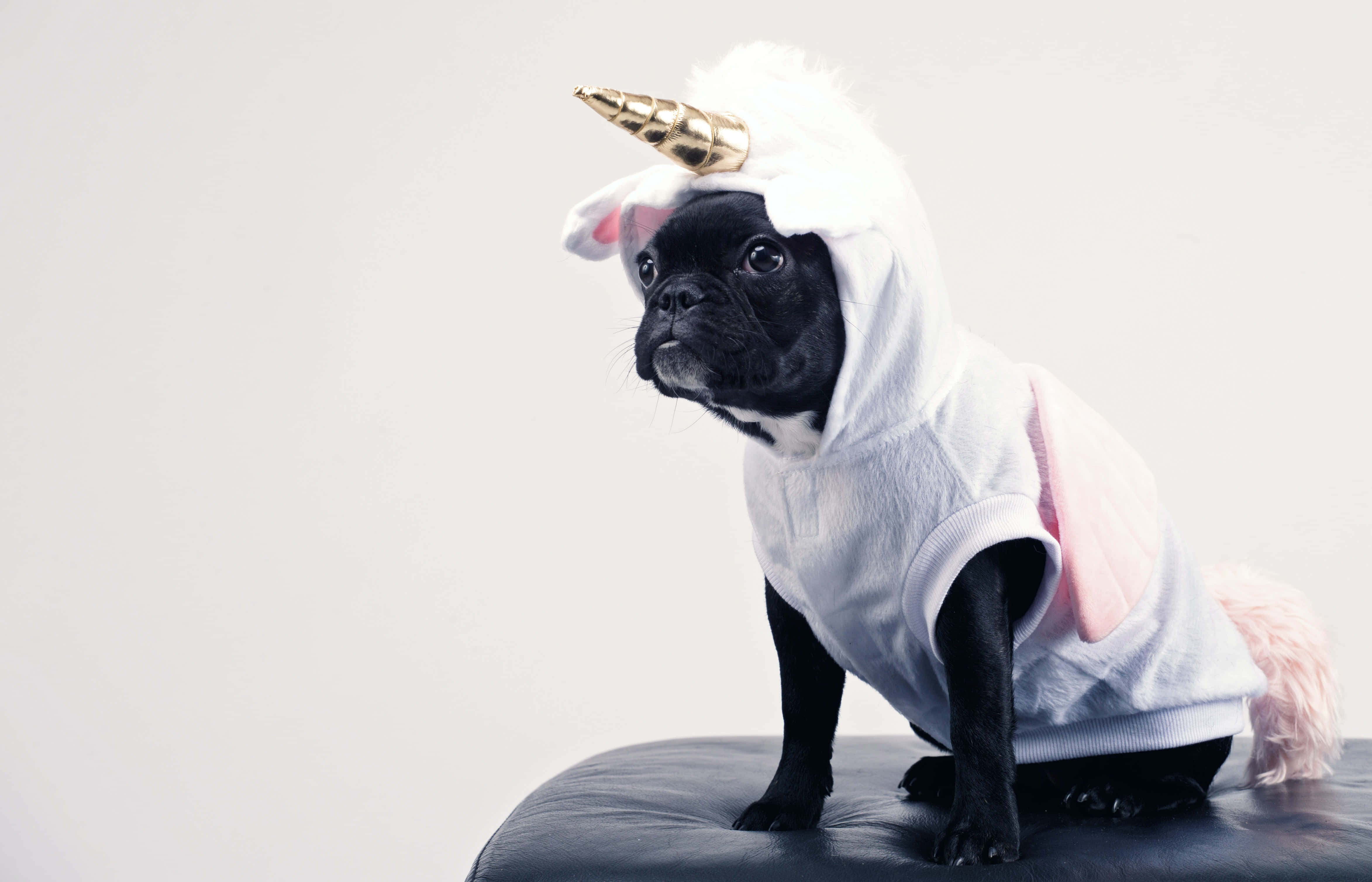 pug, black pug, white unicorn costume, 4K Desktop Wallpaper