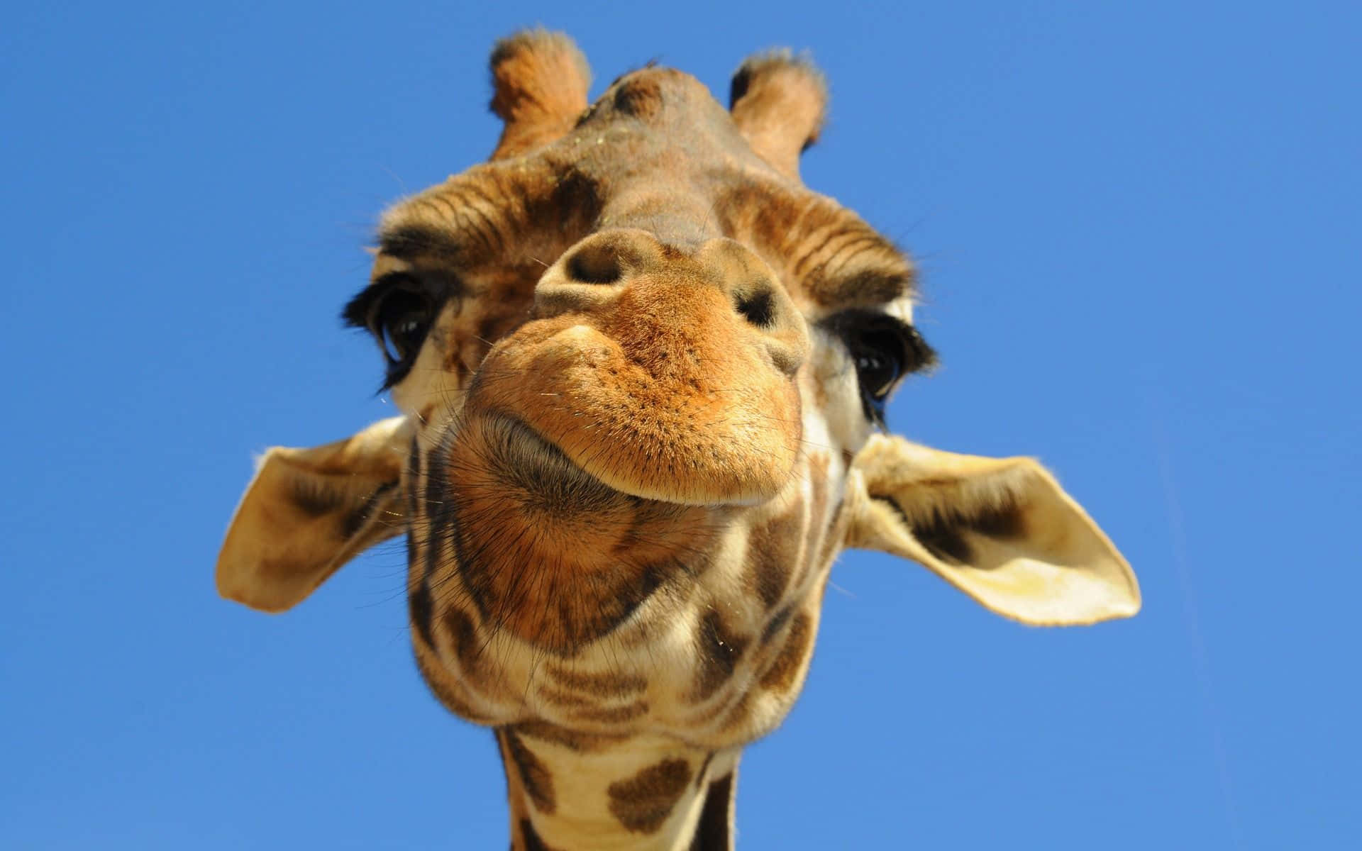 giraffe, clear blue sky, close-up, Full HD Desktop Wallpaper