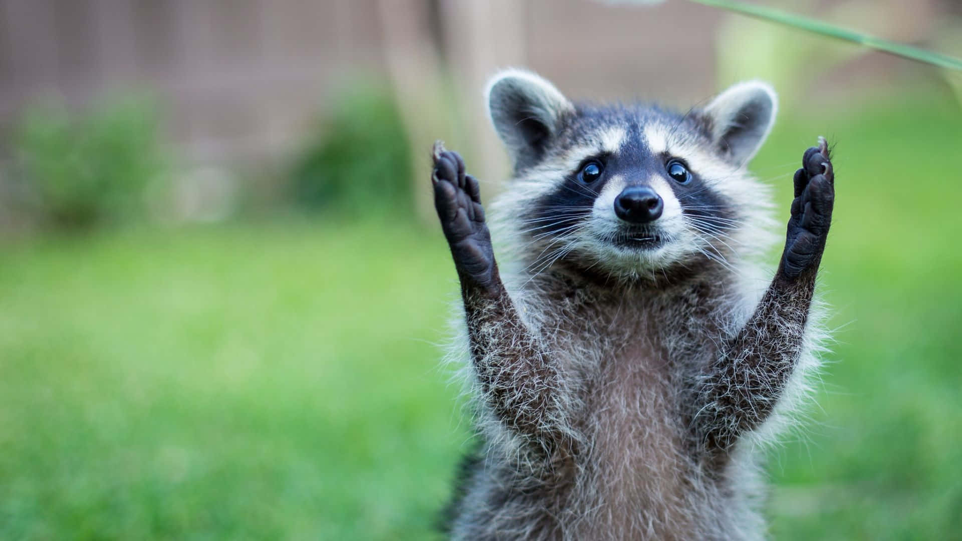 raccoon, backyard, grass, Full HD Desktop Wallpaper
