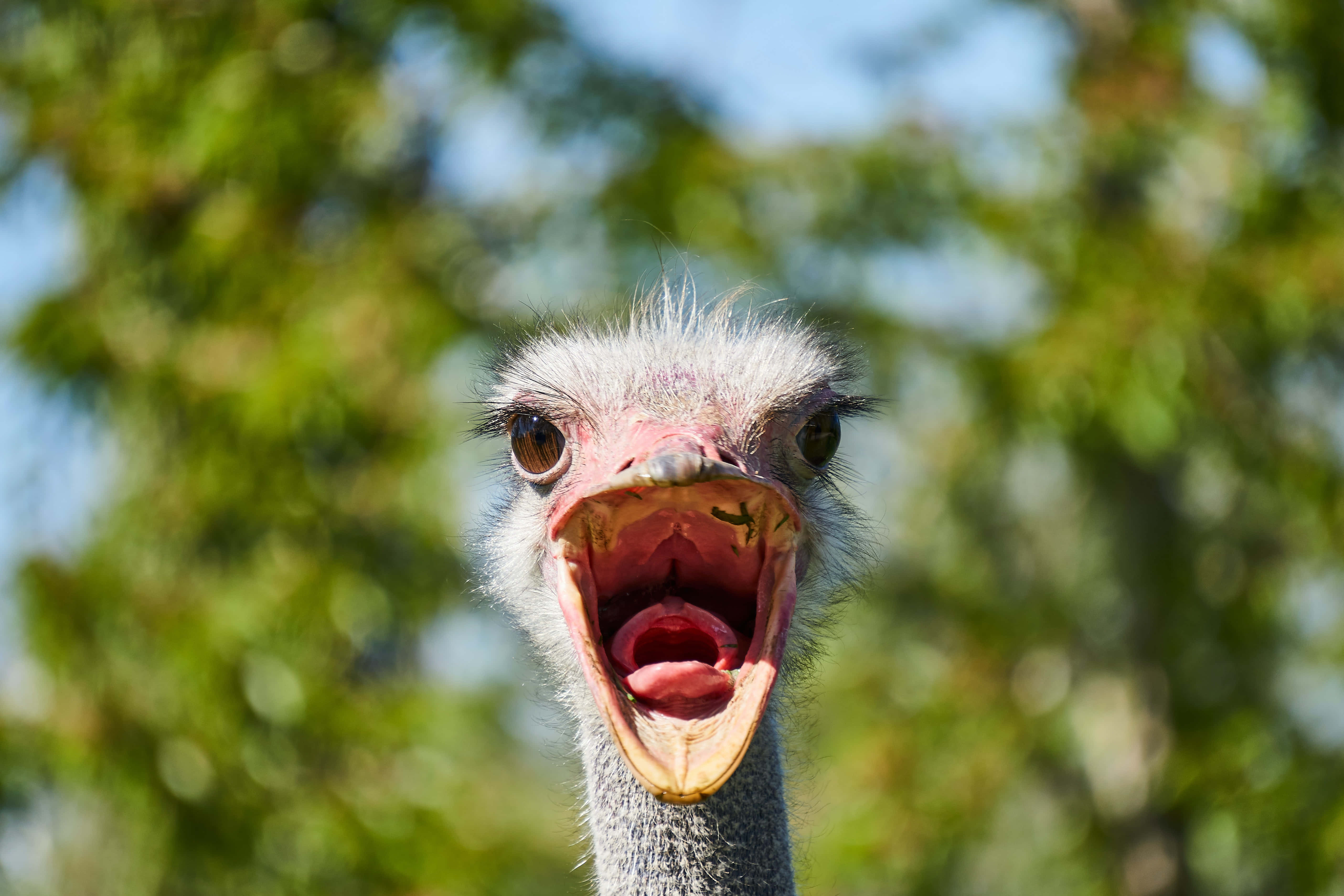 ostrich, beak wide open, blurred green foliage background, 5K Desktop Wallpaper