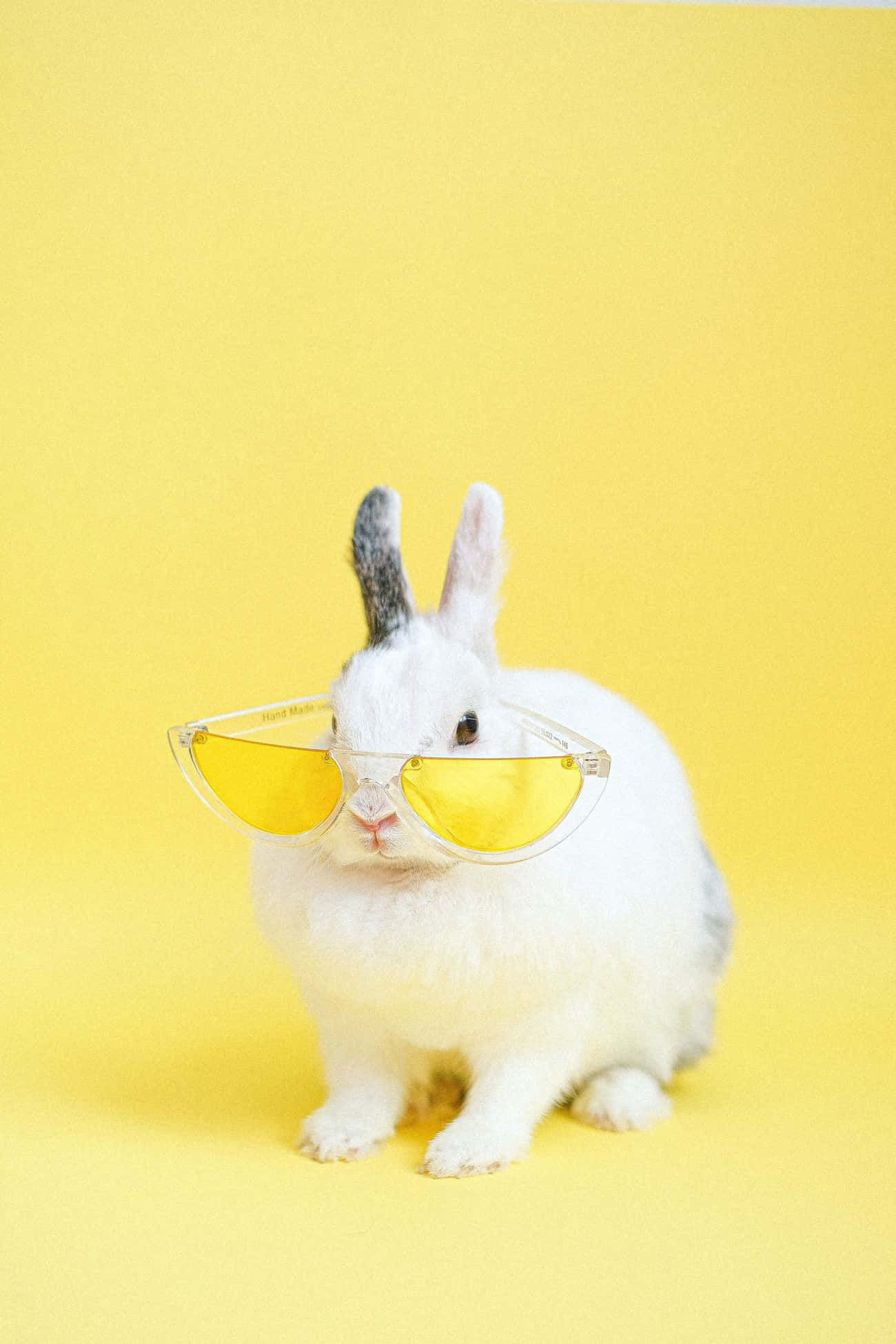 white rabbit, one gray ear, yellow-tinted sunglasses, Full HD Phone Wallpaper