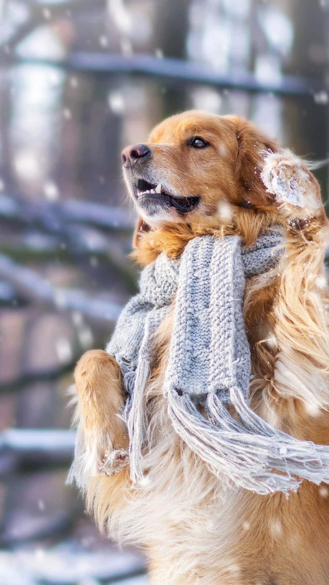 golden retriever, gray knit scarf, falling snow, Full HD Phone Wallpaper
