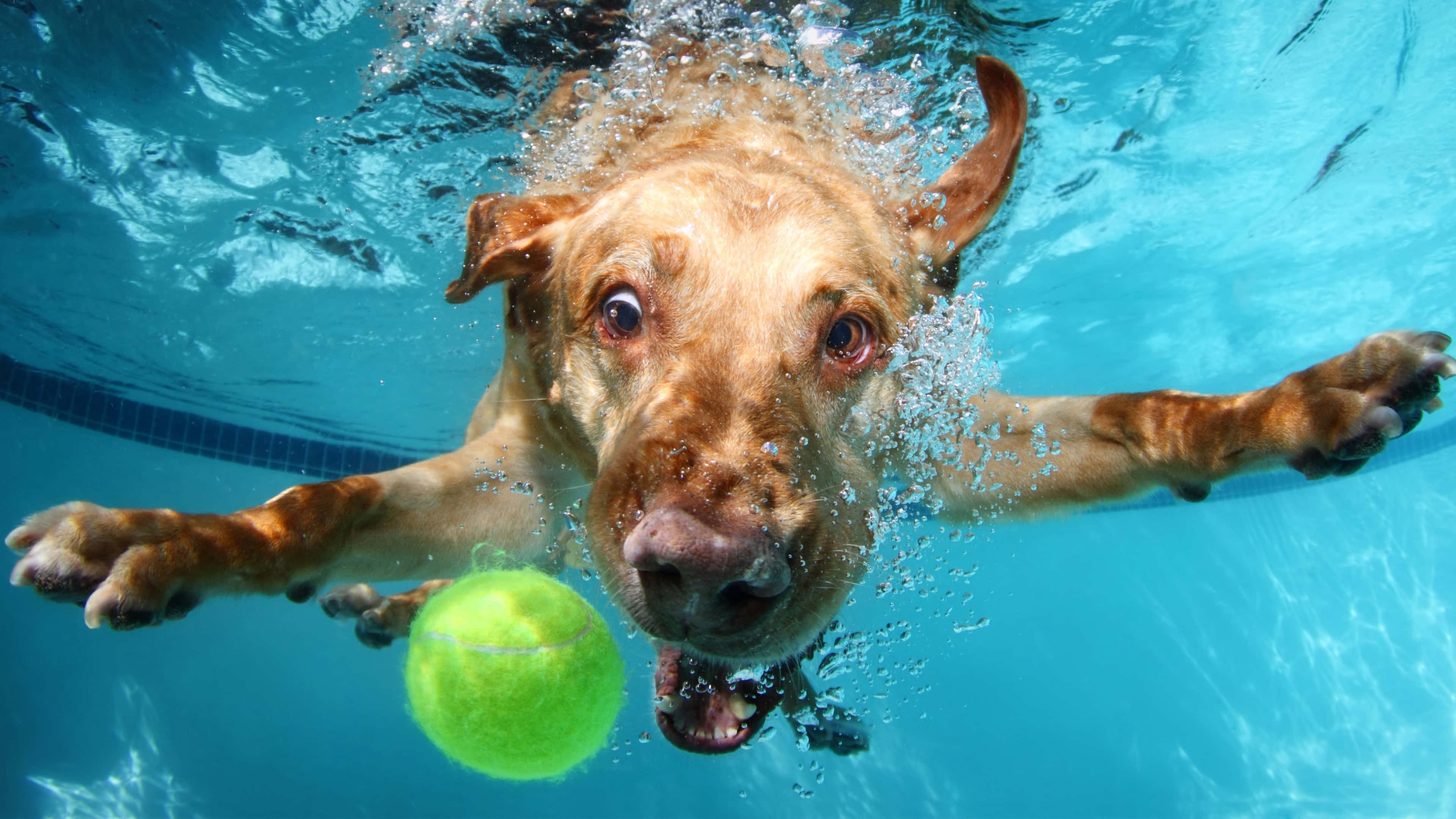 golden retriever, pool, bright green tennis ball, 4K Desktop Wallpaper