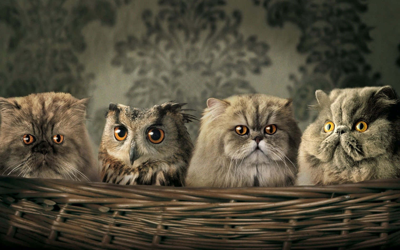fluffy cats, owl, woven basket, HD Desktop Wallpaper
