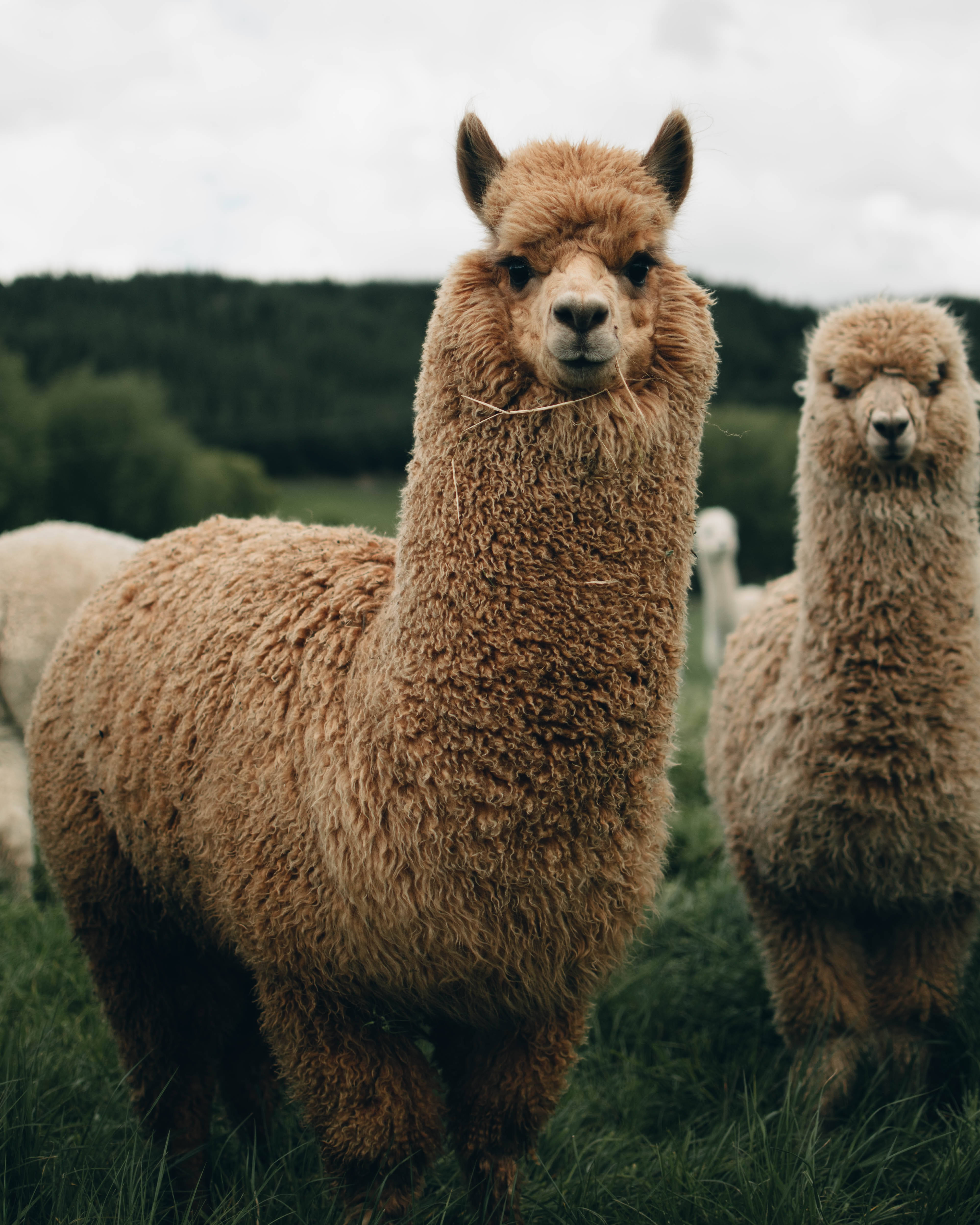 huacaya alpacas, fluffy brown alpaca, grassy field, 4K Phone Wallpaper