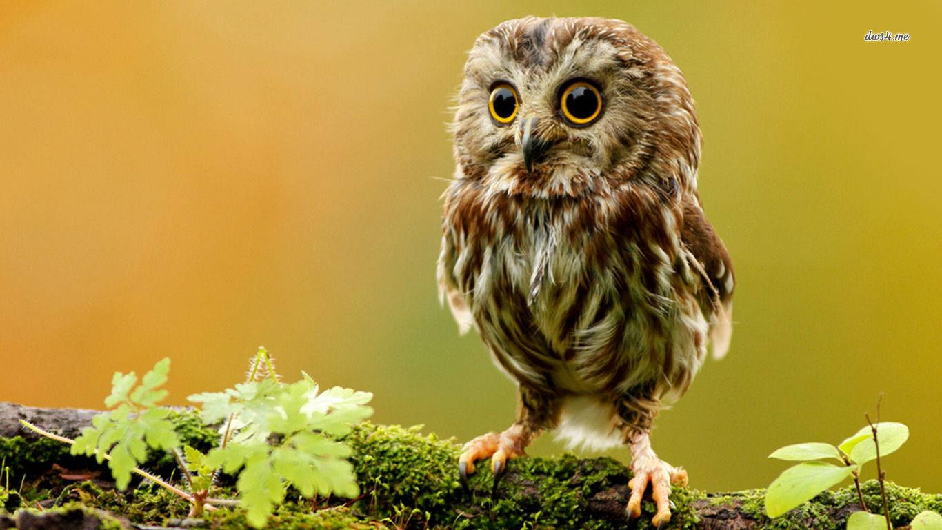 little owlet, mossy log, ferns, HD Desktop Wallpaper
