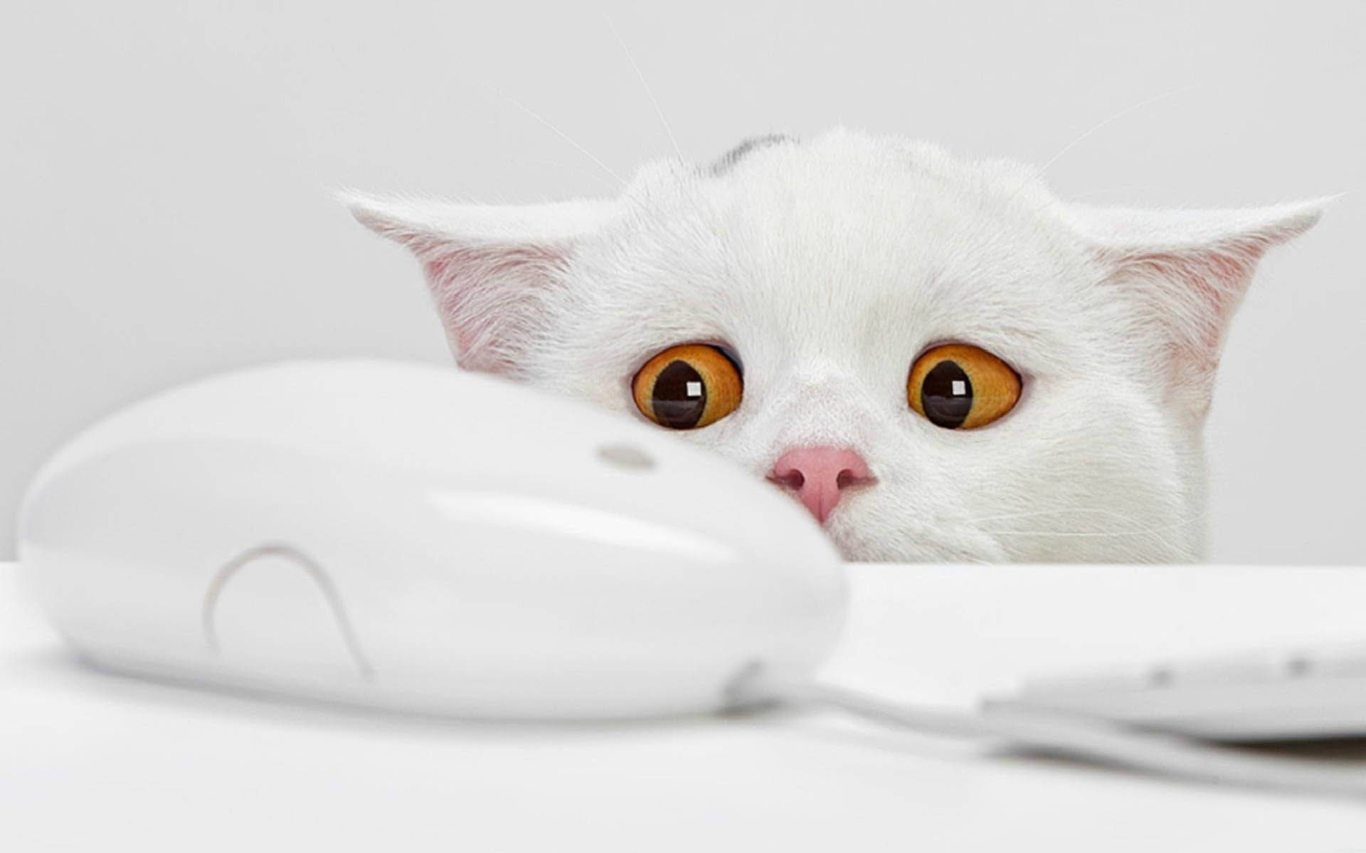 white cat, amber eyes, white computer mouse, Full HD Desktop Wallpaper