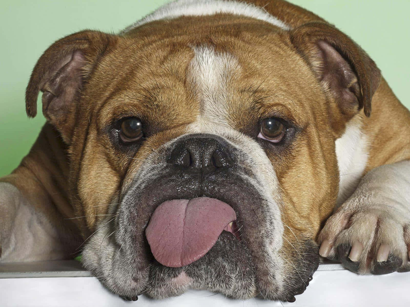 brown and white bulldog, tongue out, white surface, HD Desktop Wallpaper