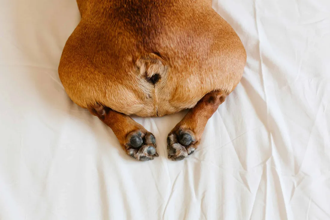 Funny Dog