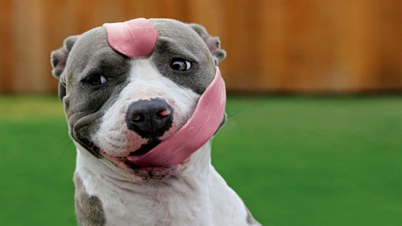 gray and white pit bull, tongue playfully draped over its face, blurred green lawn, HD Desktop Wallpaper