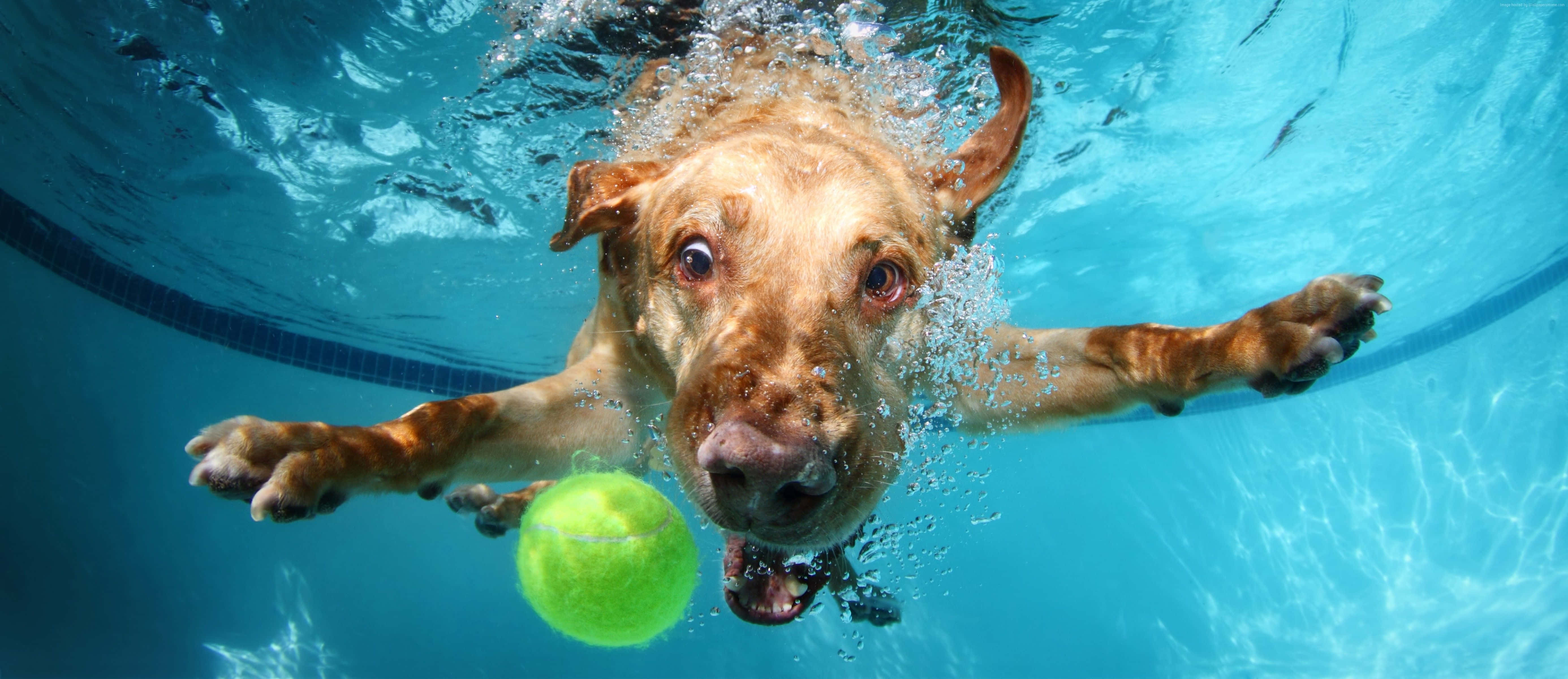 golden retriever, underwater, pool, 5K Desktop Wallpaper